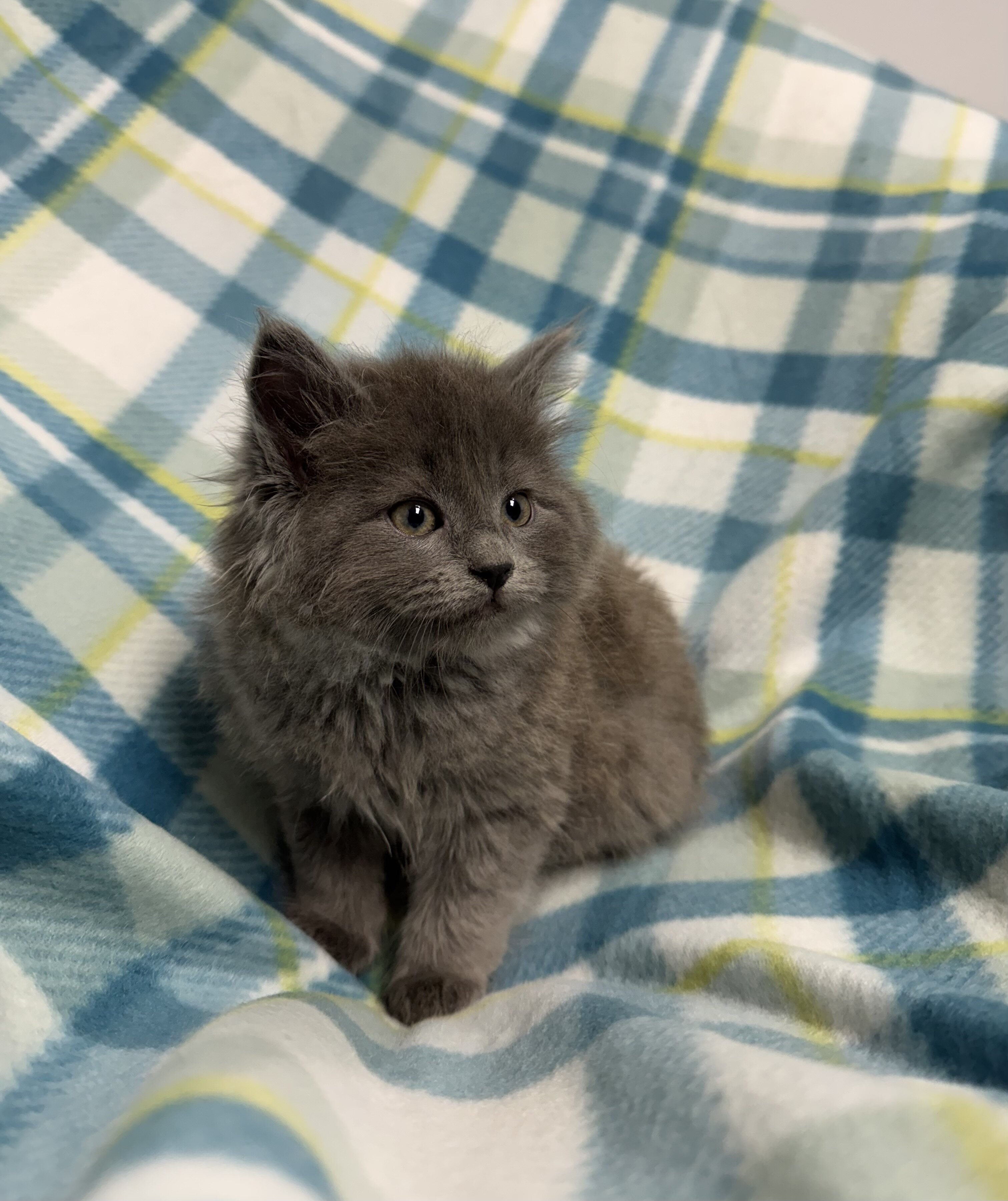Maine Coon Kittens image 1