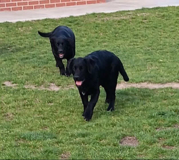 Puppies image 1