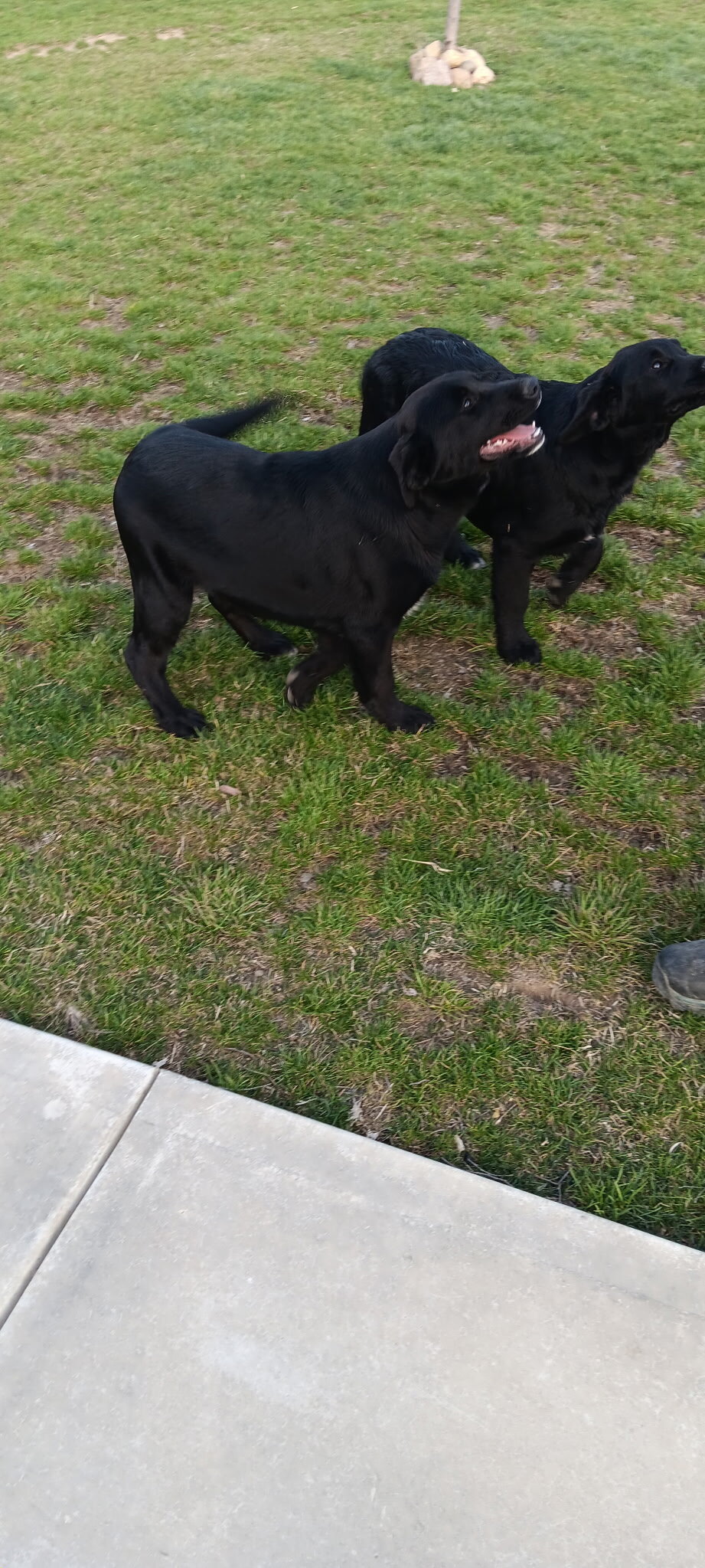 Puppies image 4