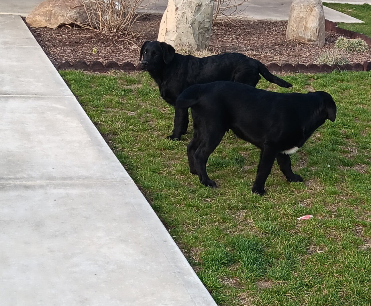 Puppies image 3