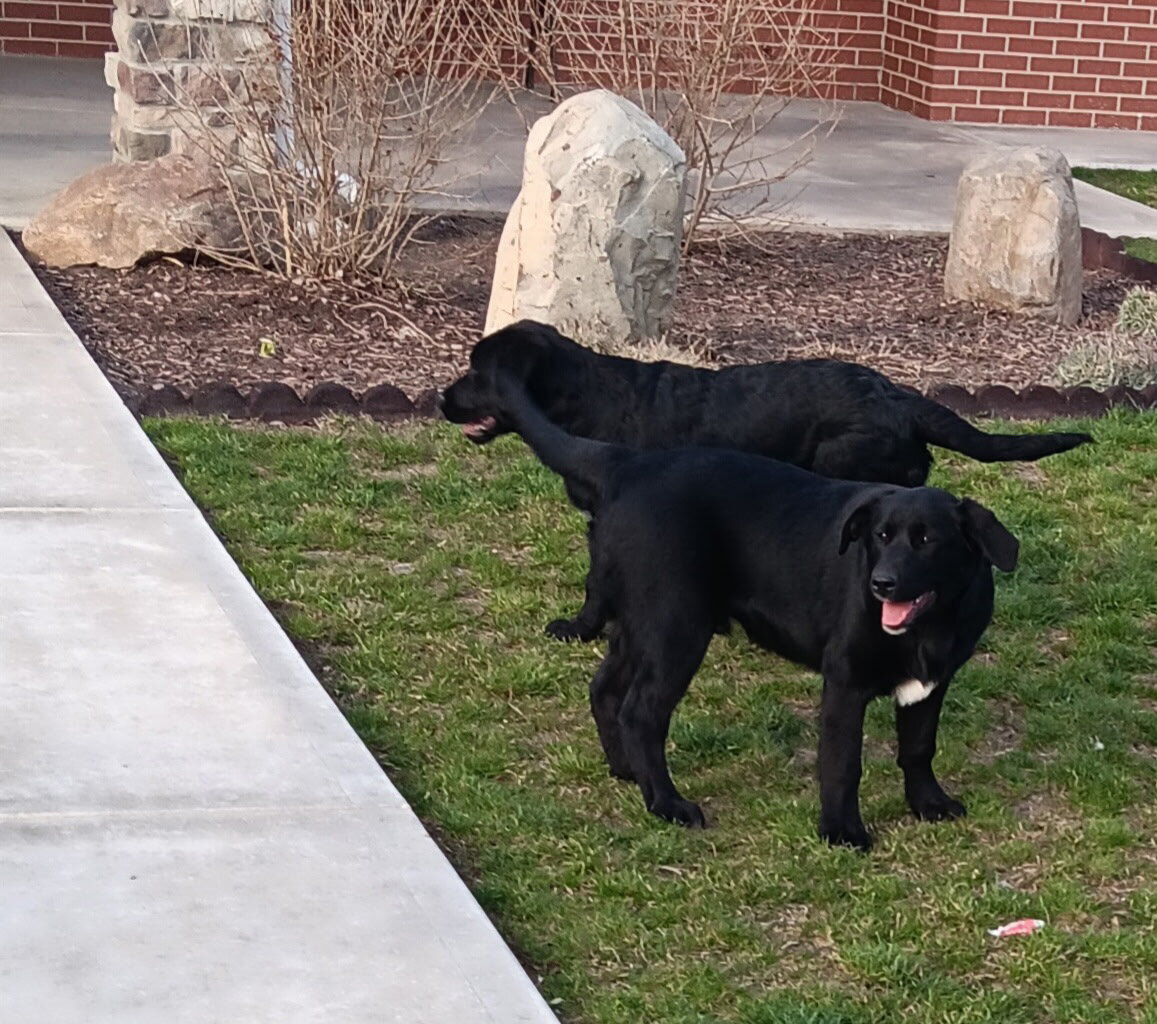 Puppies image 2
