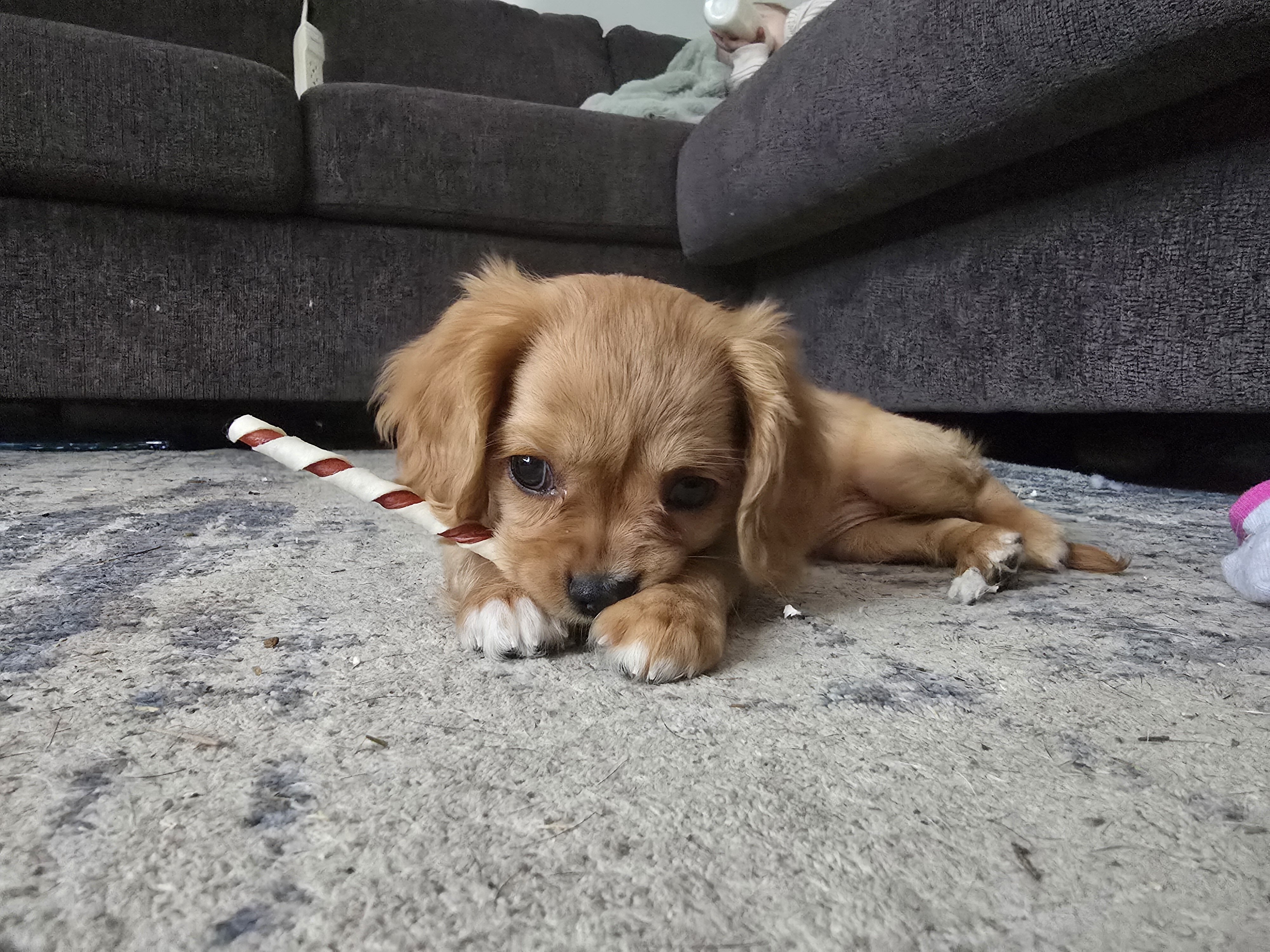 King charles cavalier spaniel image 2