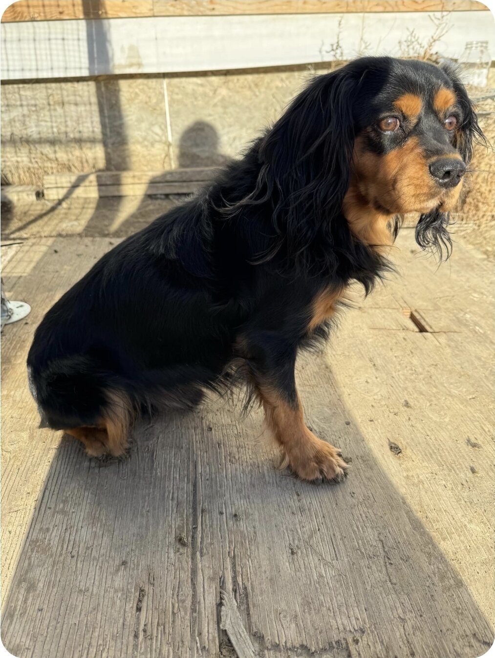 King charles cavalier spaniel image 4
