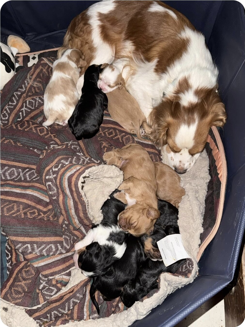 King charles cavalier spaniel image 3
