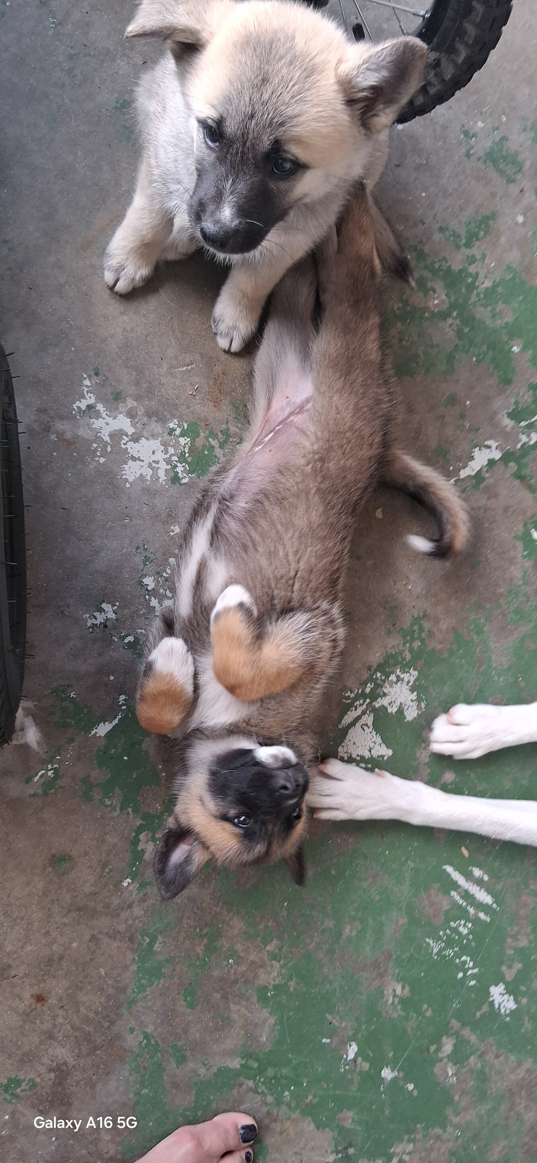 Japanese akita image 1