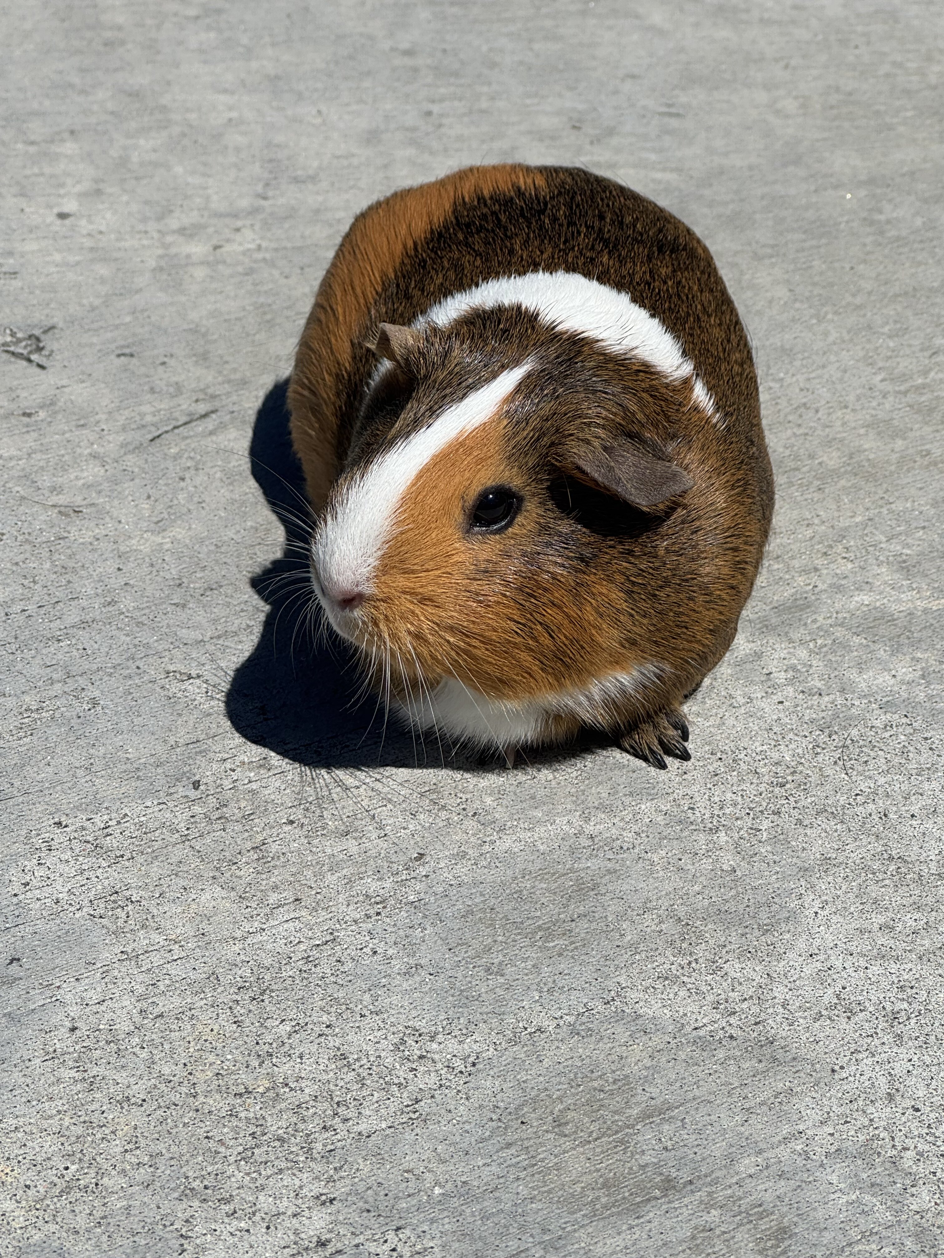 Guinea Pig image 2