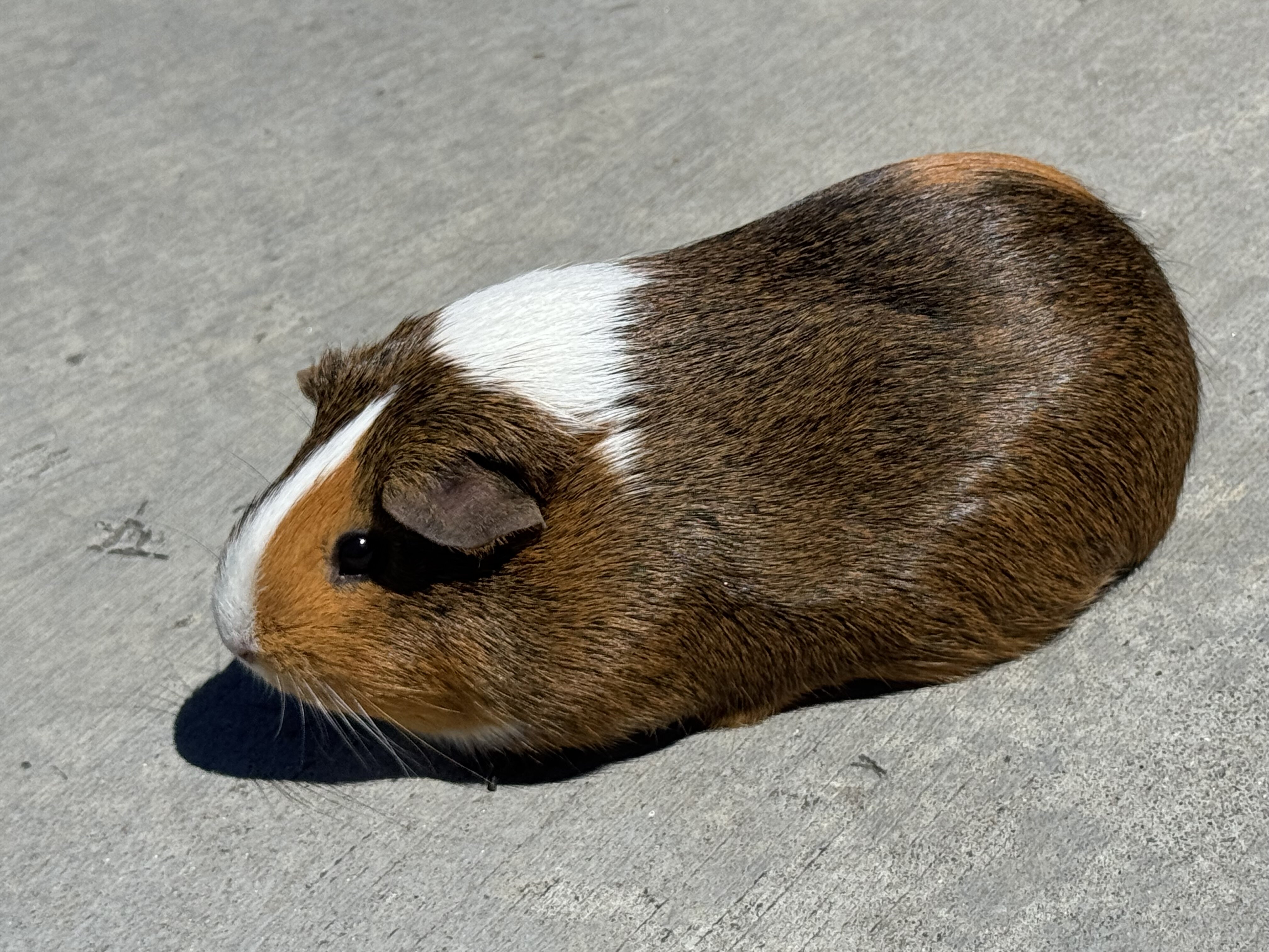 Guinea Pig image 3