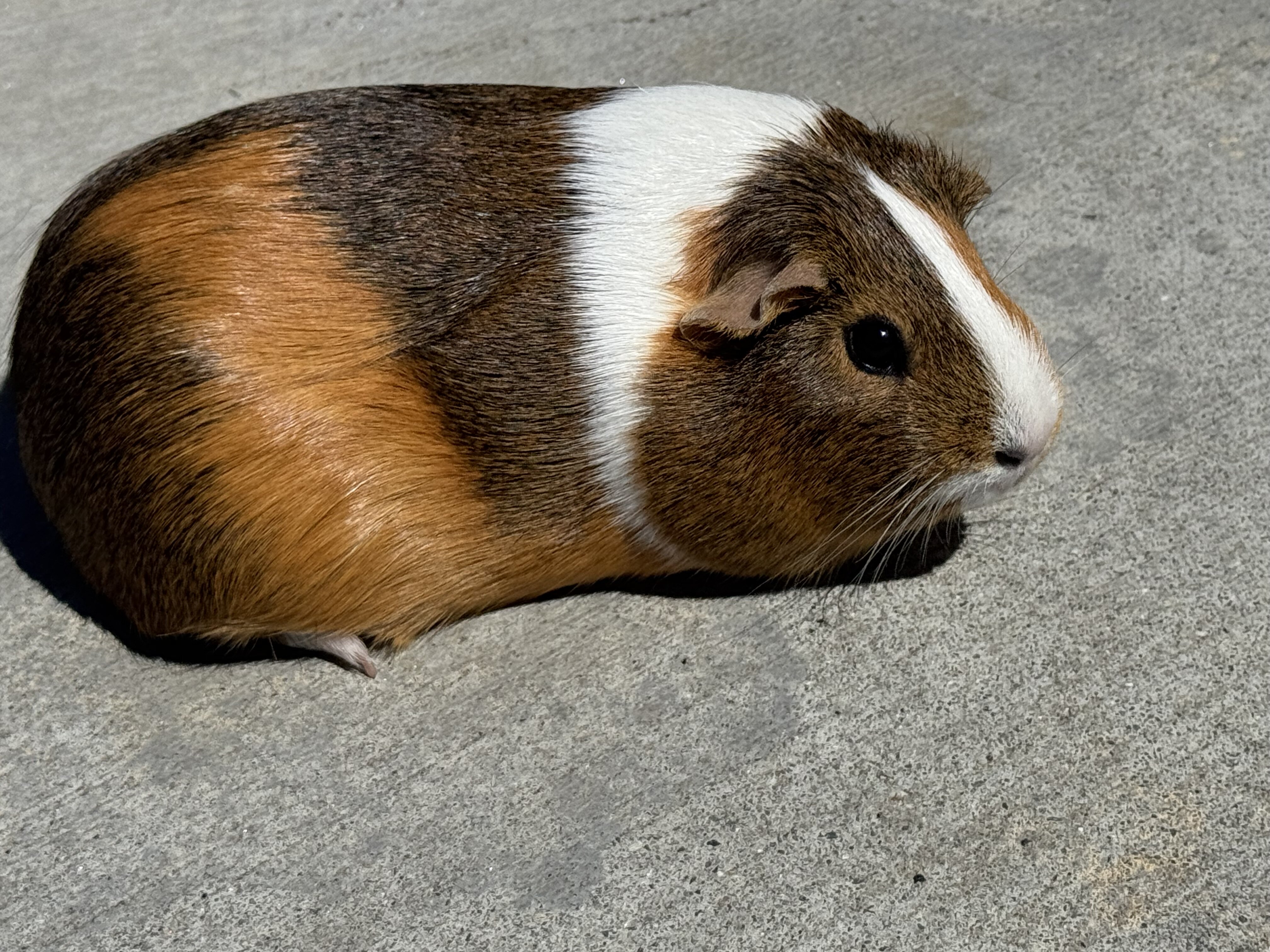 Guinea Pig image 1
