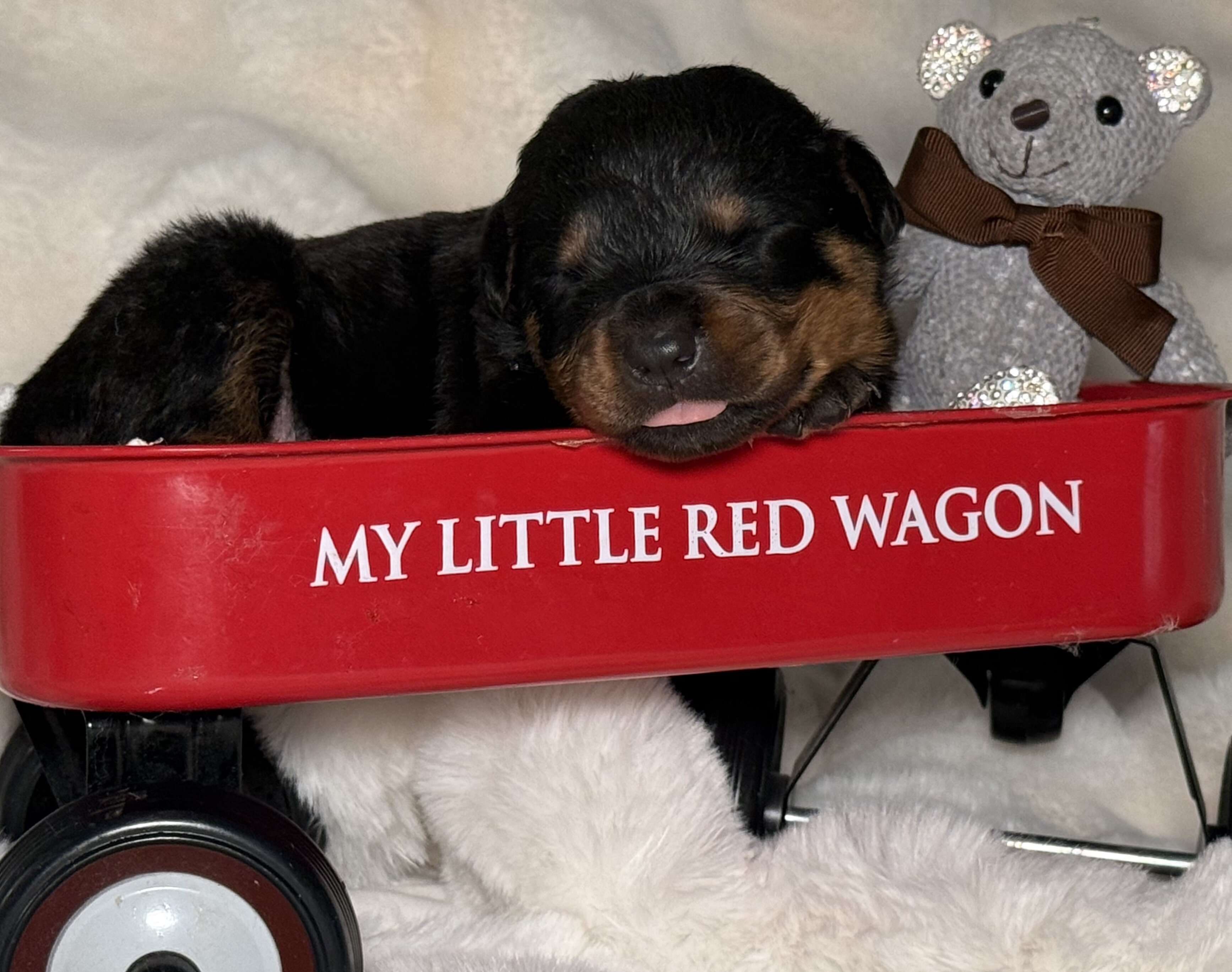 Rottweiler Puppies image 2