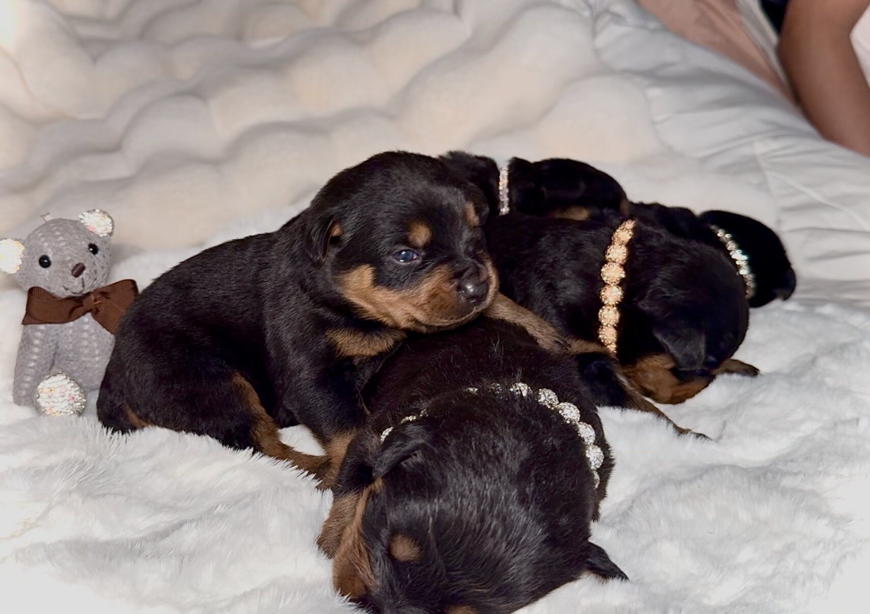 Rottweiler Puppies image 3