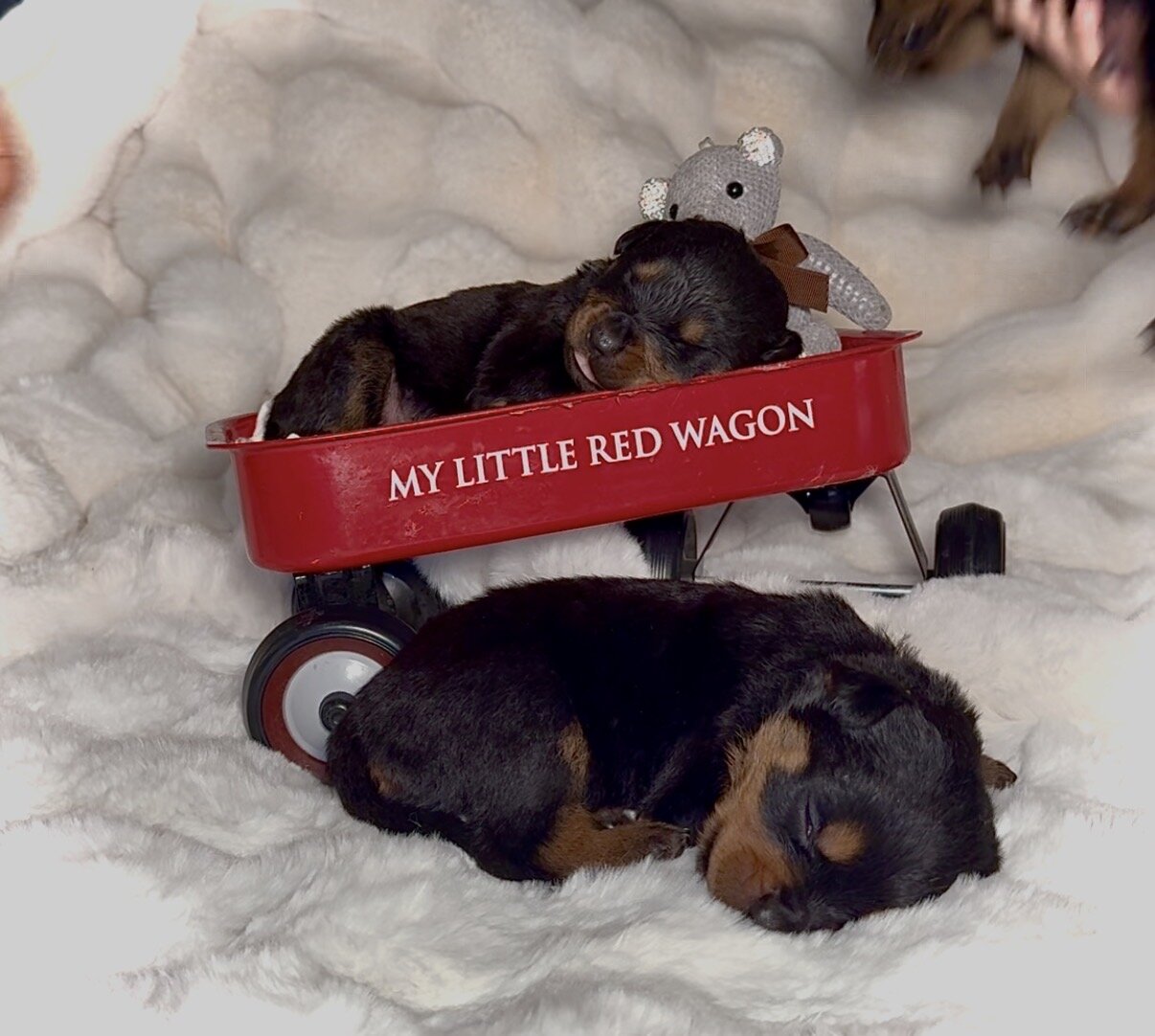 Rottweiler Puppies image 1