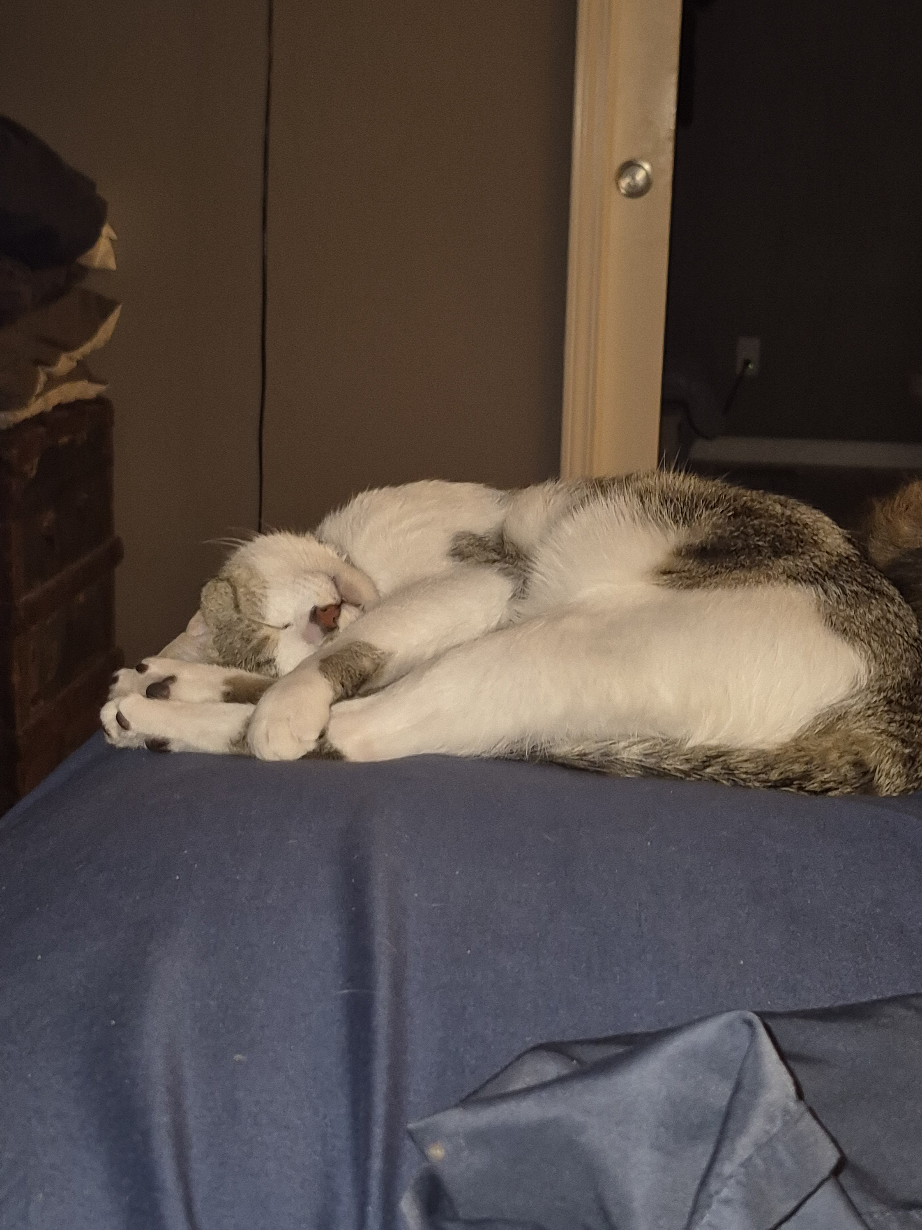 Looking for FEMALE hypoallergenic kitten image 1