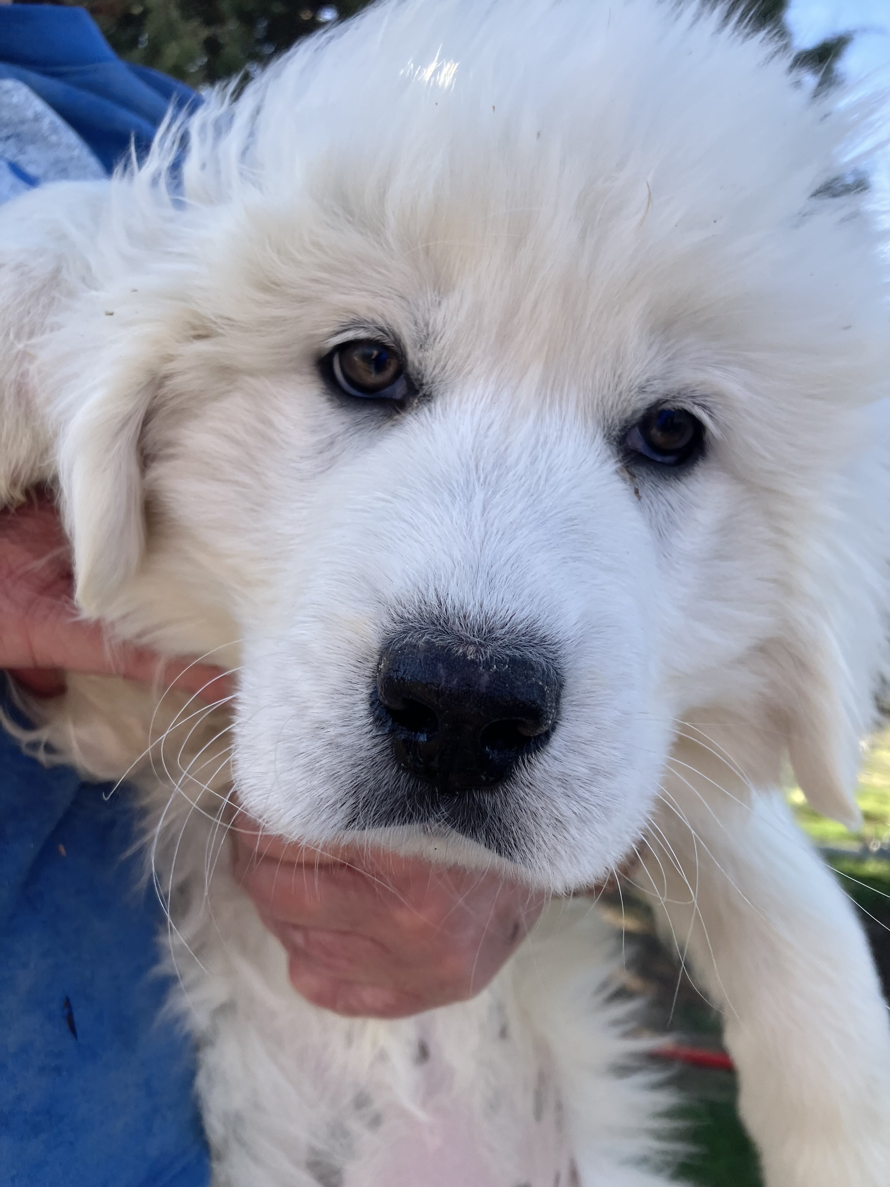Pyrenees puppies image 1