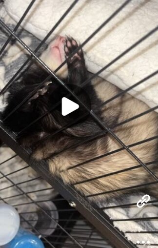 ferrets image 3