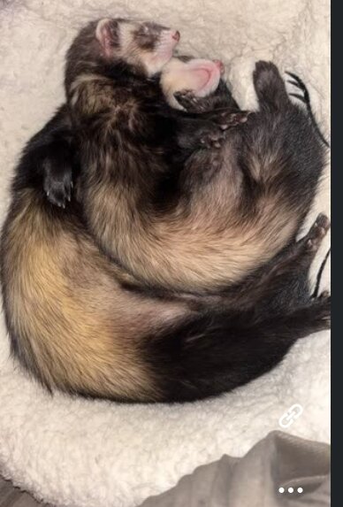 ferrets image 2