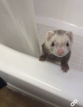 ferrets image 1
