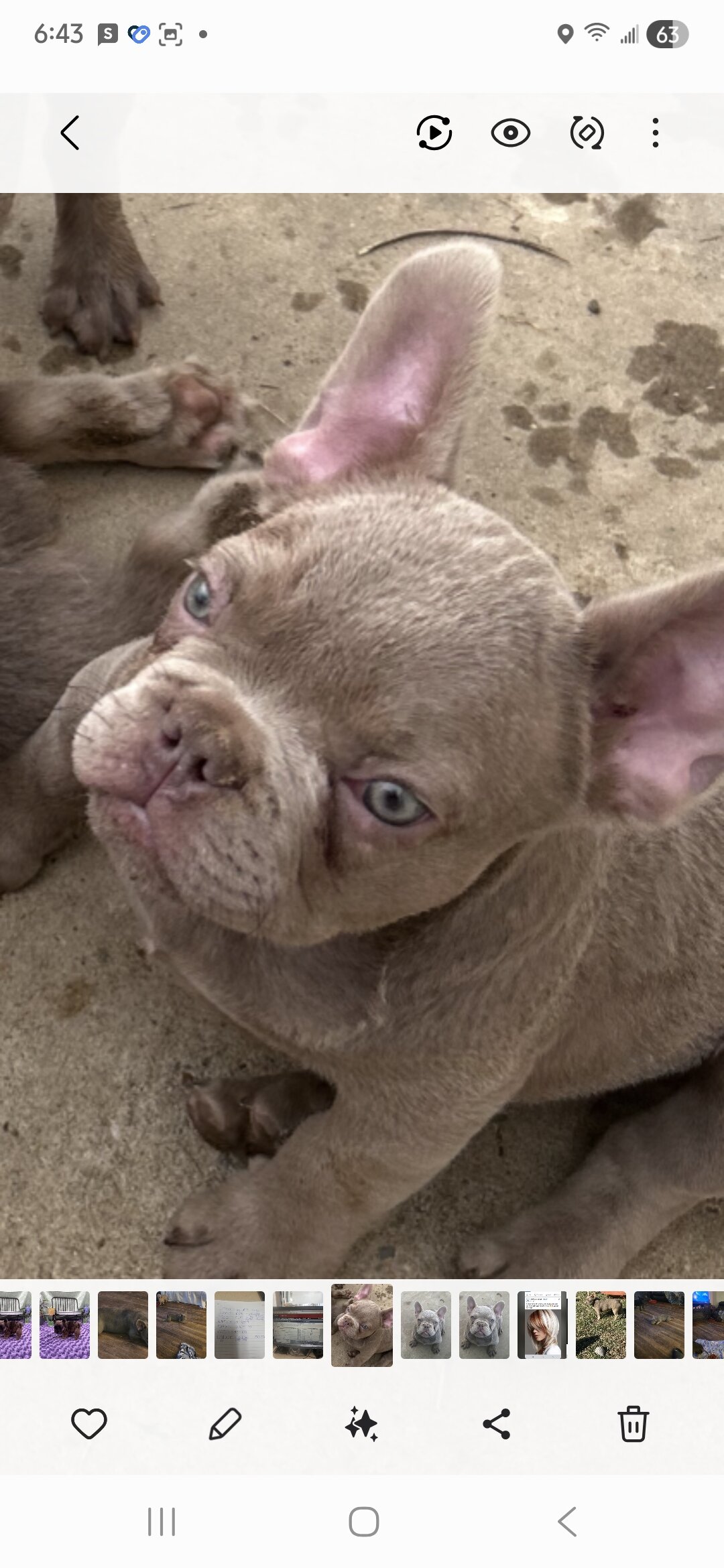 Frenchie image 1