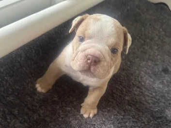 Puppies image 2