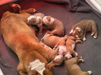 Puppies image 1
