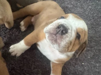 Puppies image 7