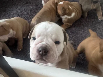 Puppies image 3