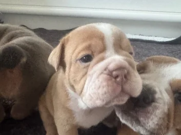 Puppies image 6