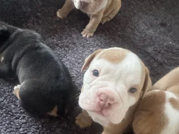 Puppies image 4