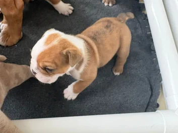 Puppies image 5
