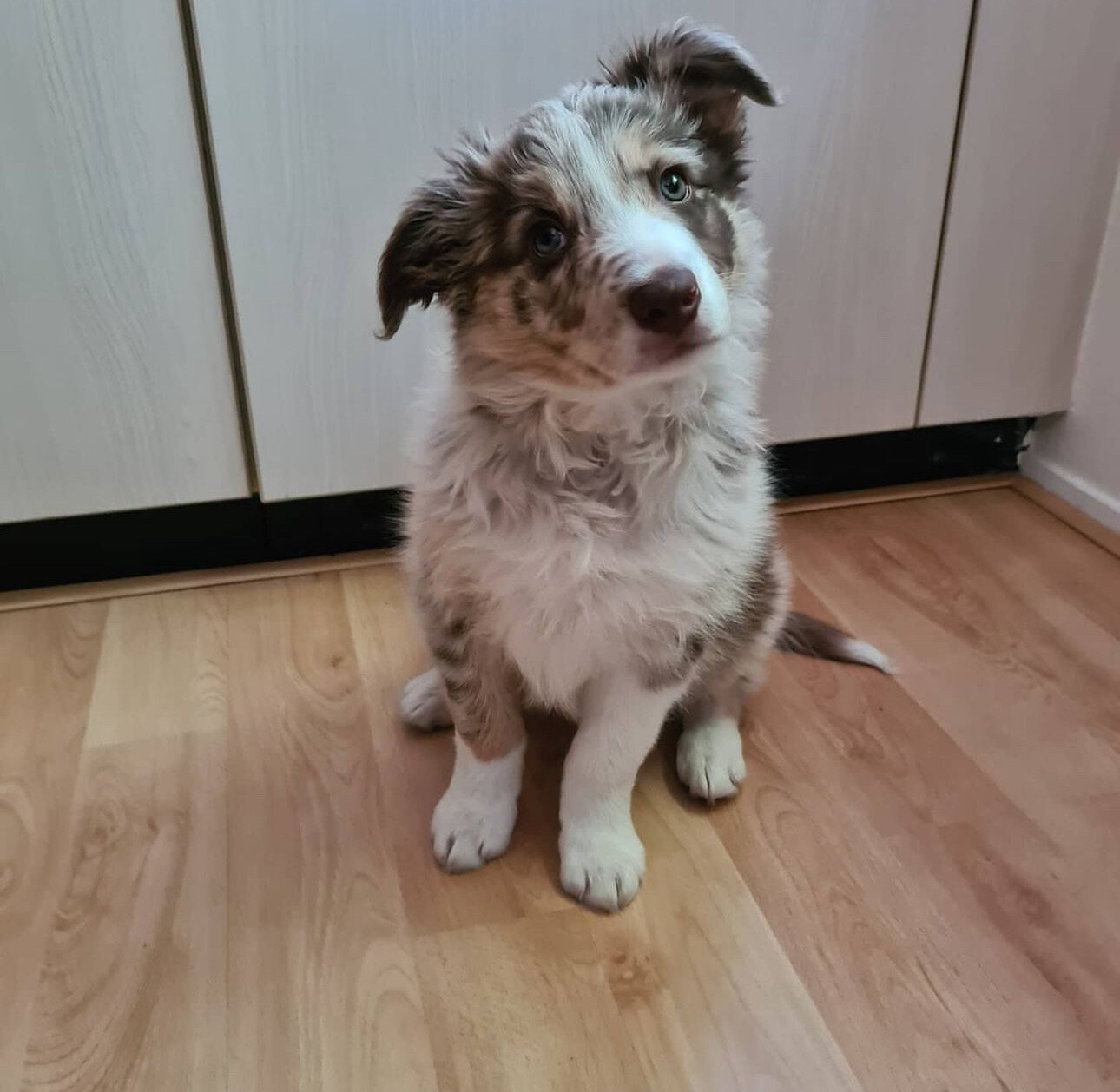 Border Collie Puppy image 1