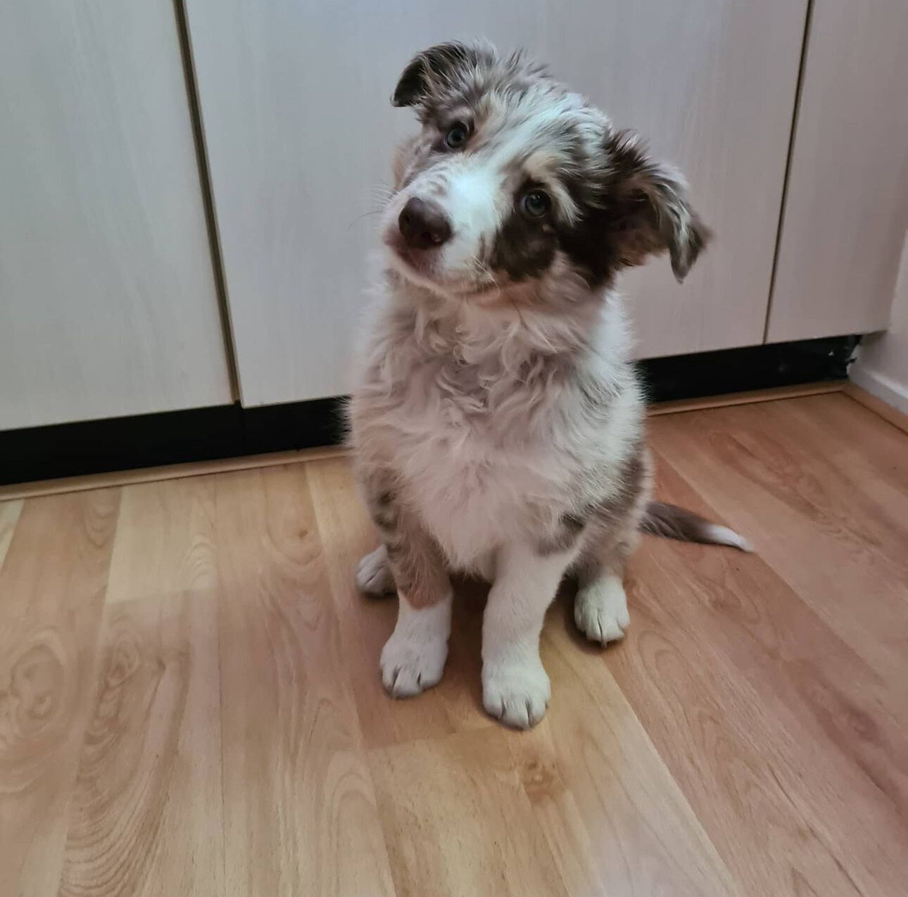 Border Collie Puppy image 2
