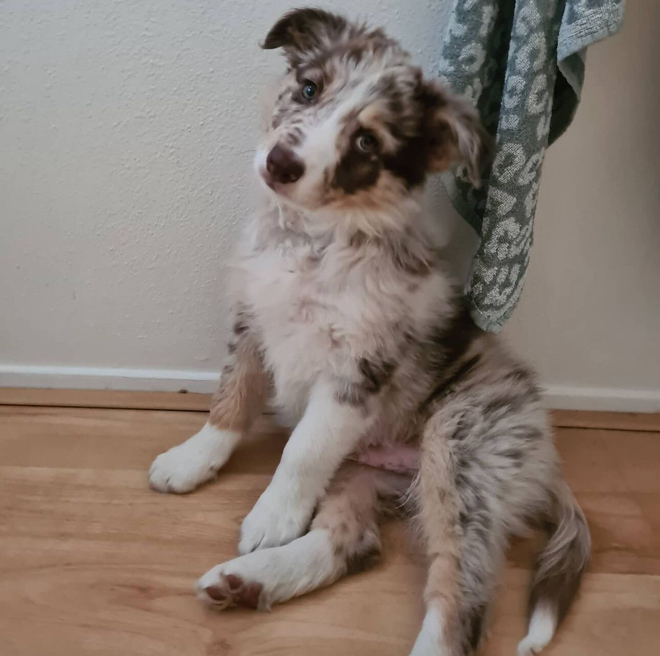 Border Collie Puppy image 8
