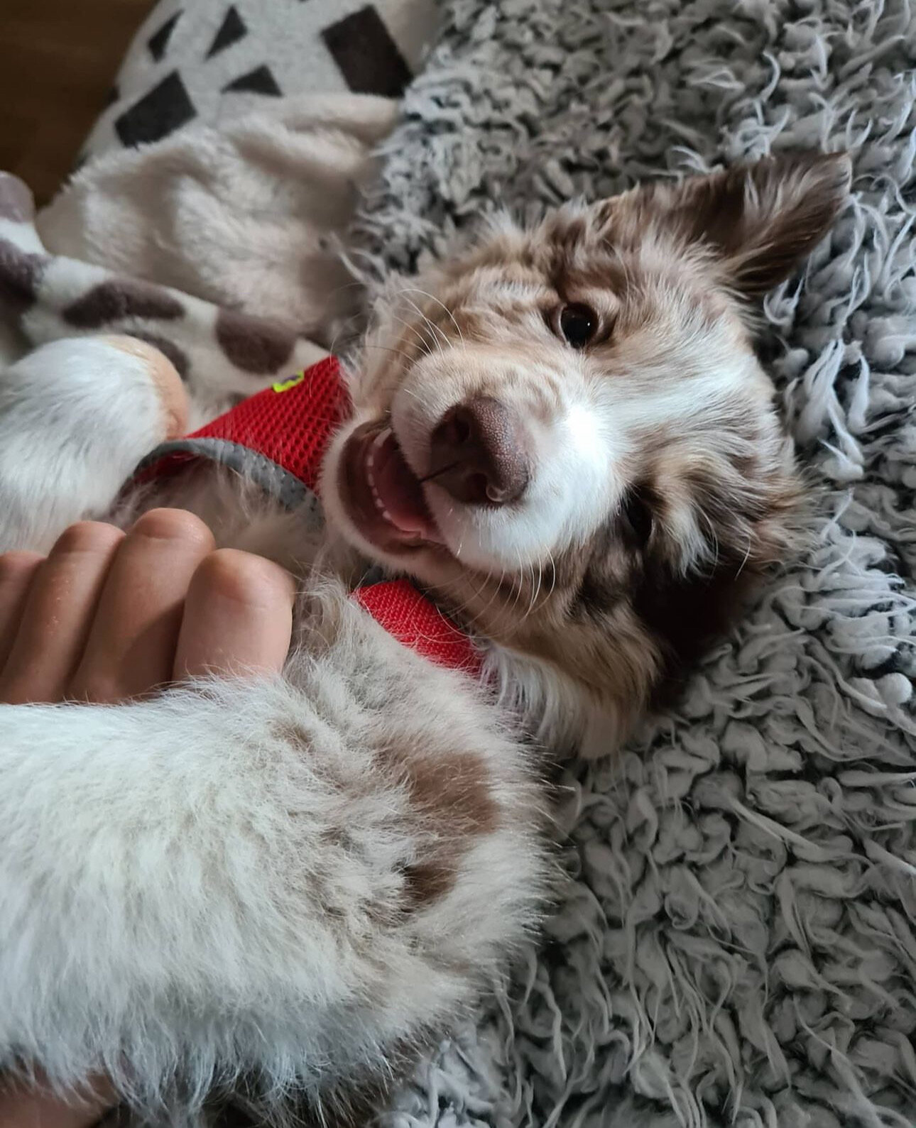 Border Collie Puppy image 3