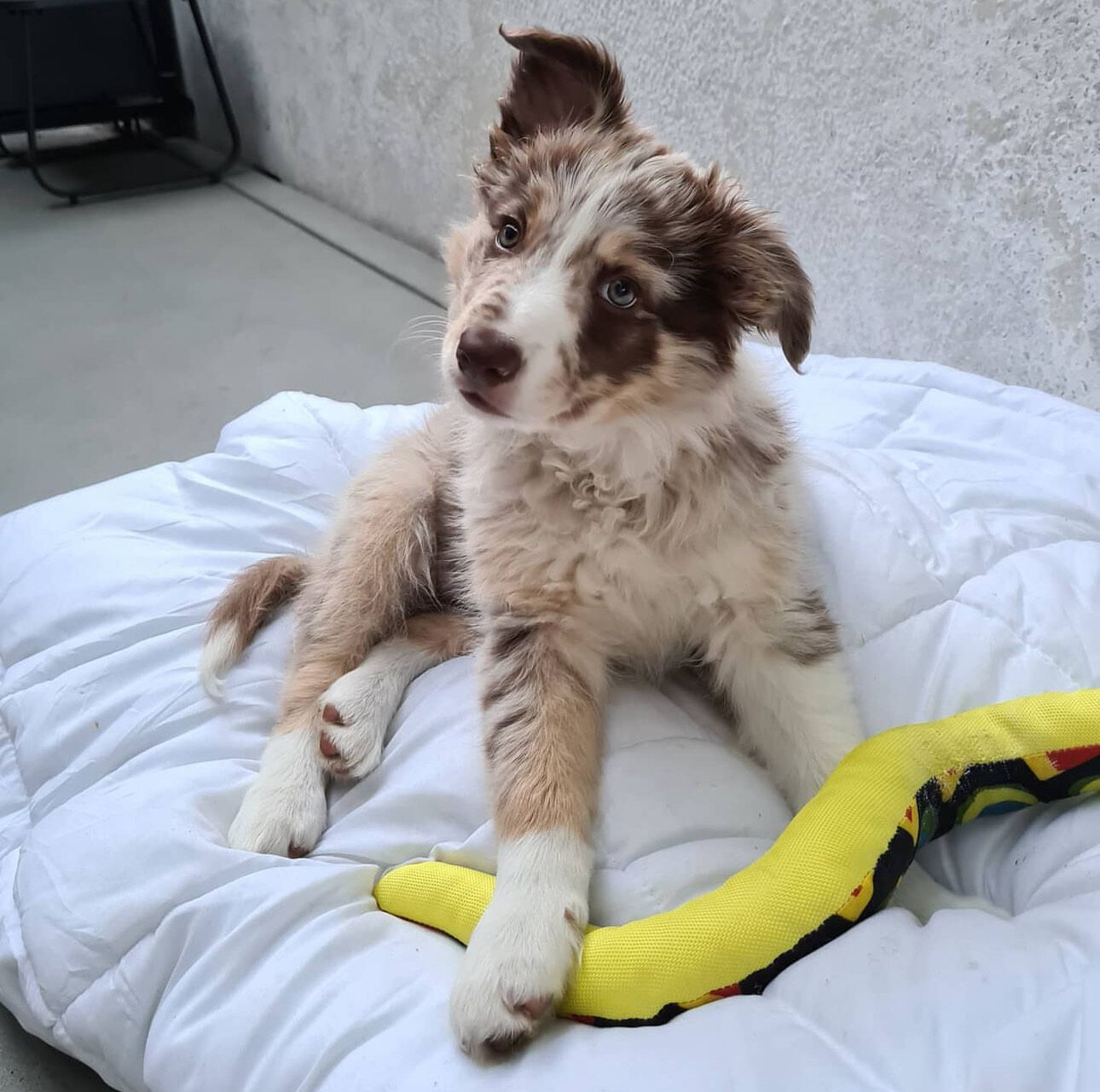 Border Collie Puppy image 4