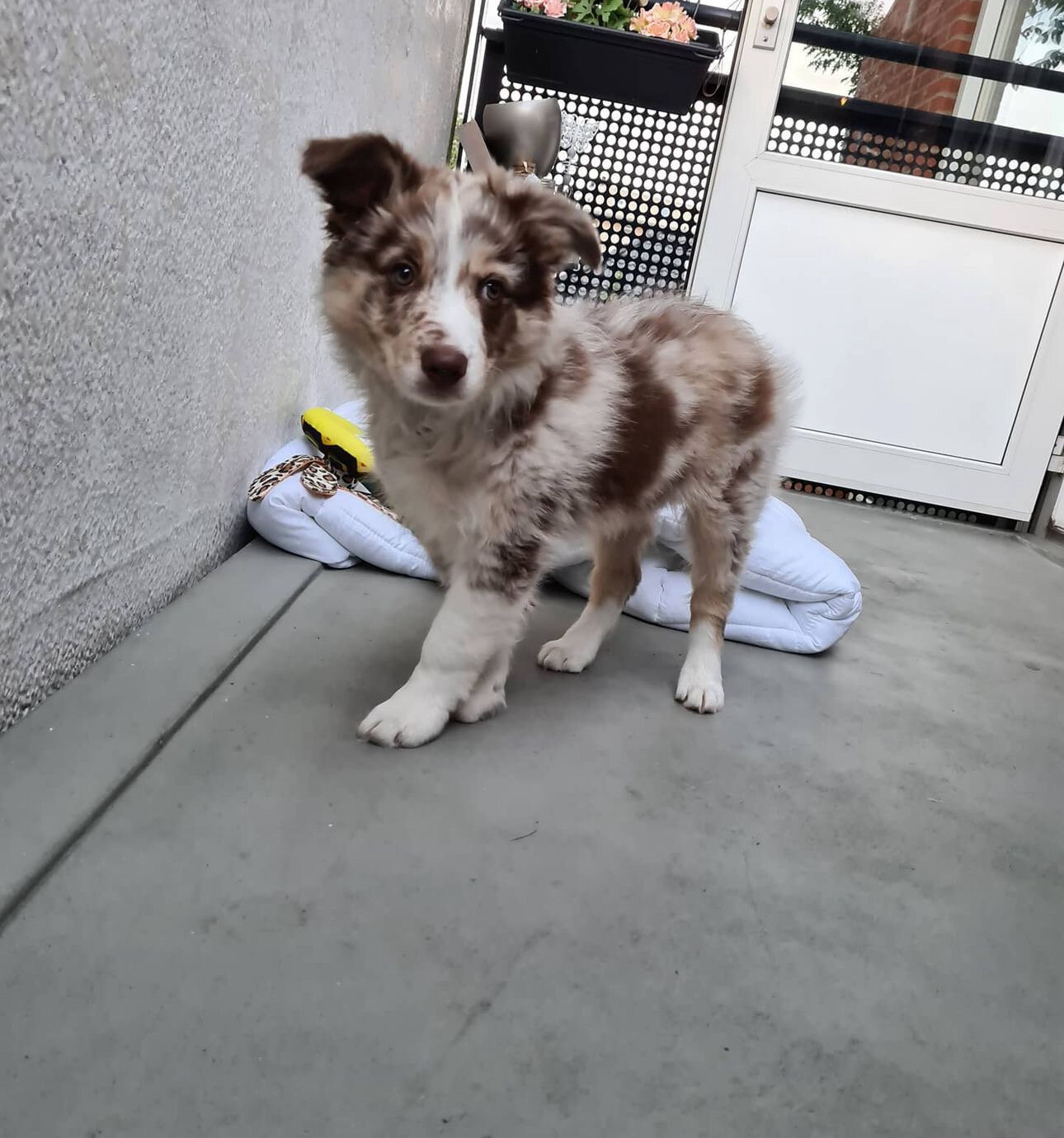 Border Collie Puppy image 5