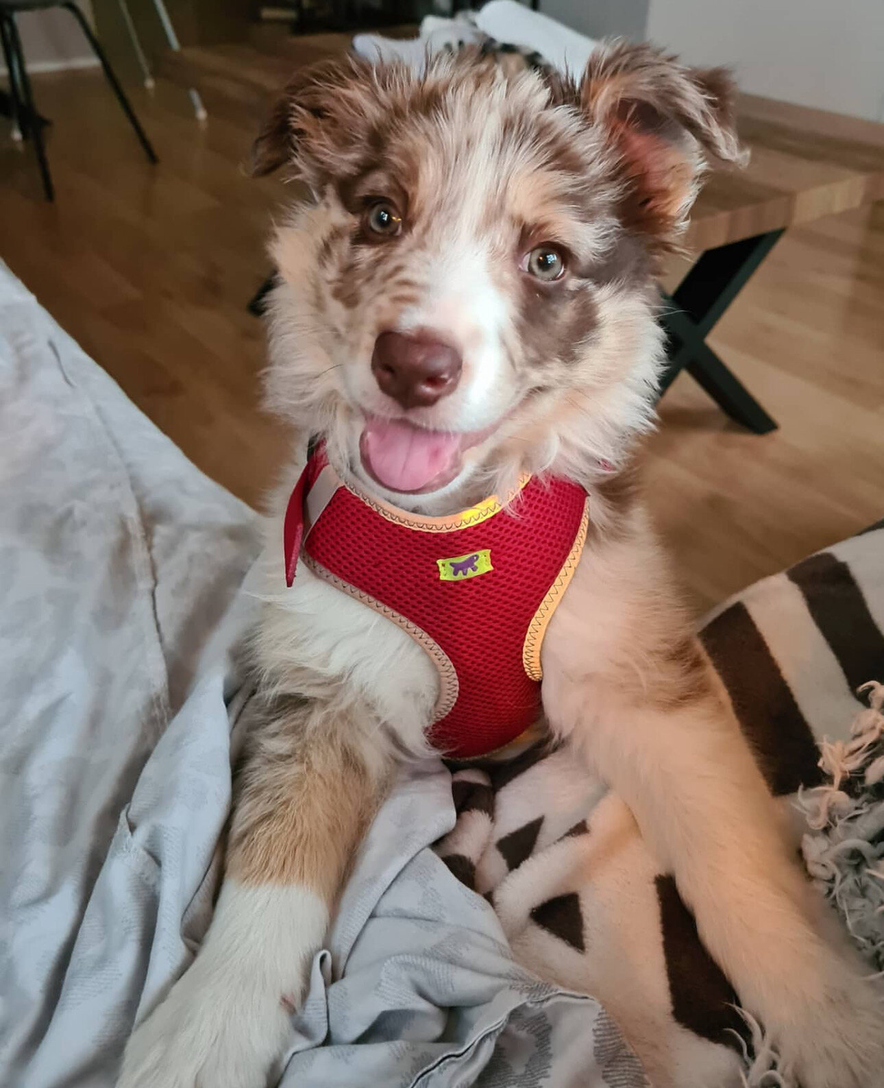 Border Collie Puppy image 6