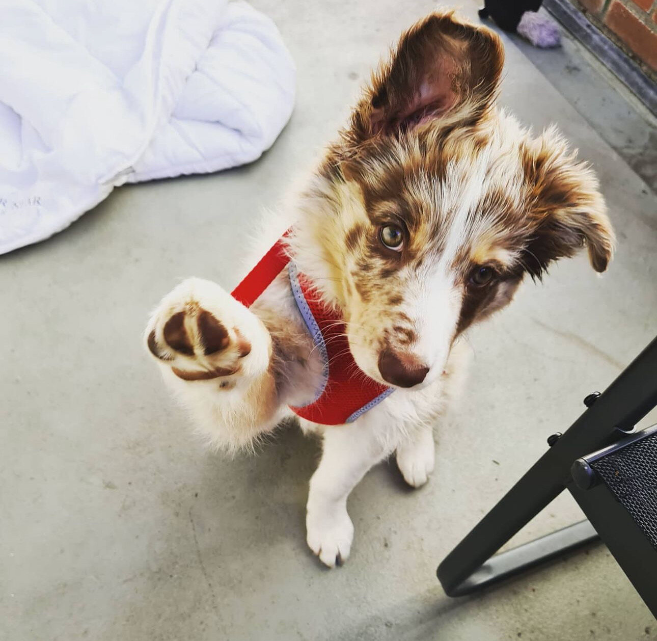 Border Collie Puppy image 7