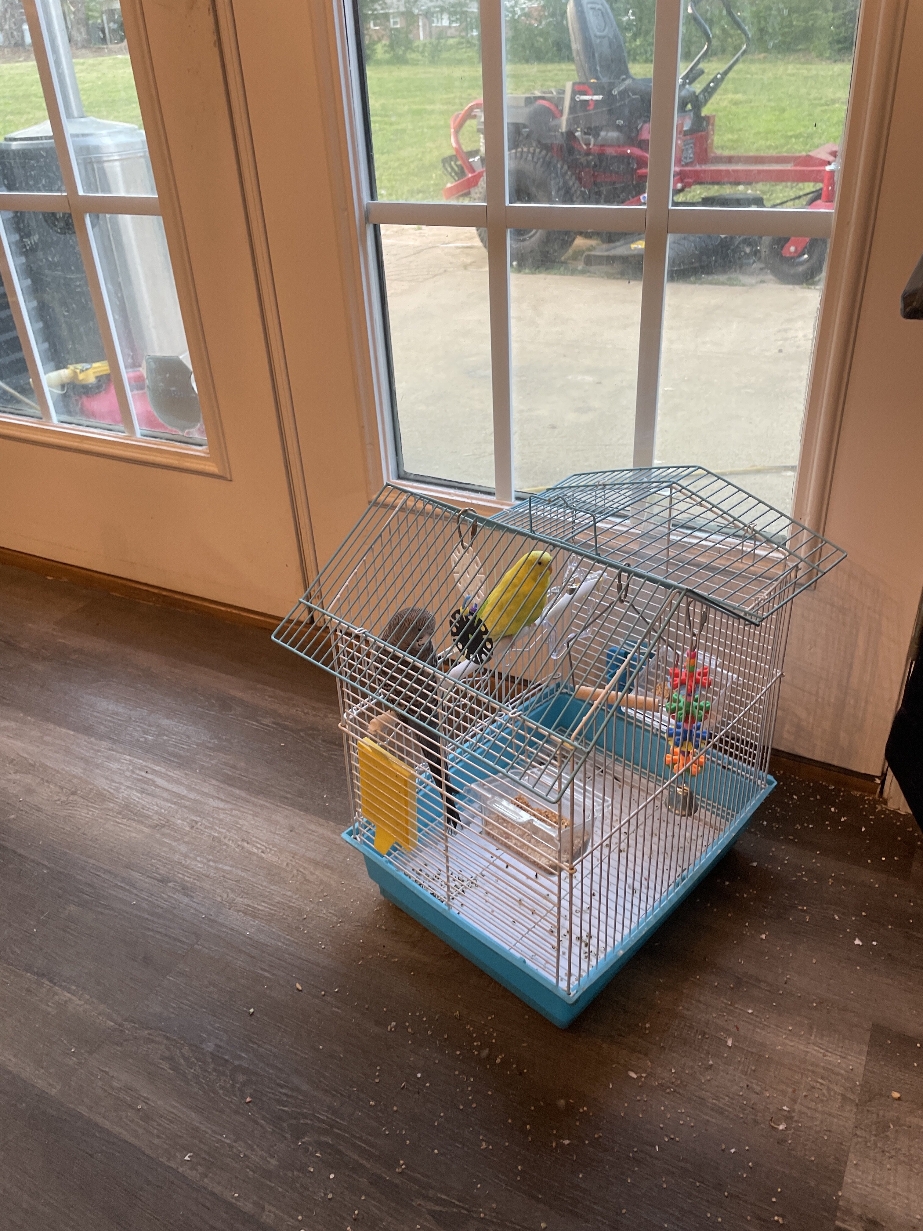 Parakeets image 1