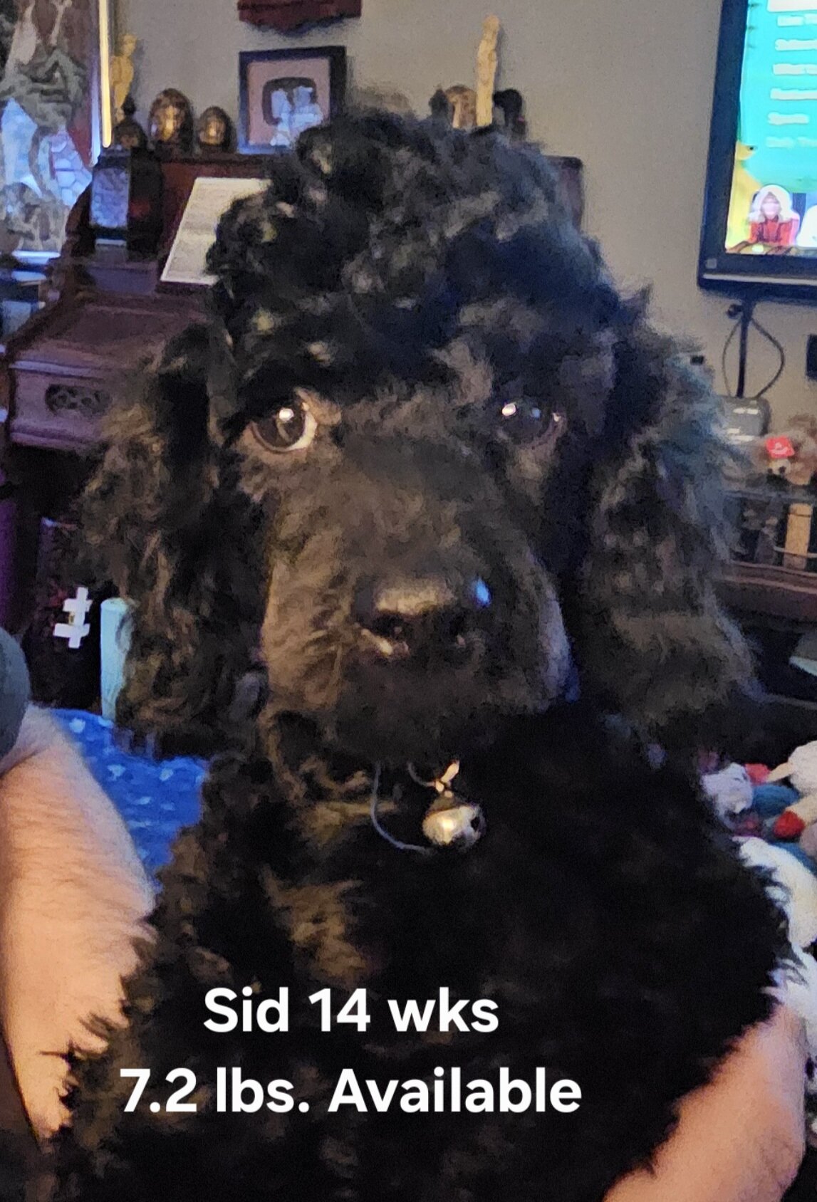 2 Miniature poodle Black male puppies image 2