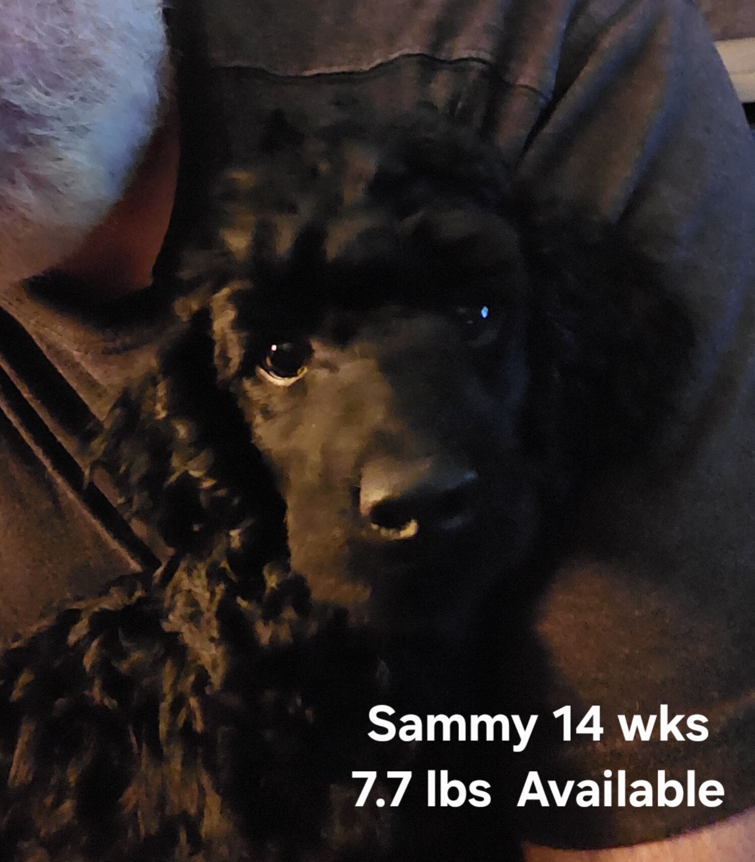 2 Miniature poodle Black male puppies image 1