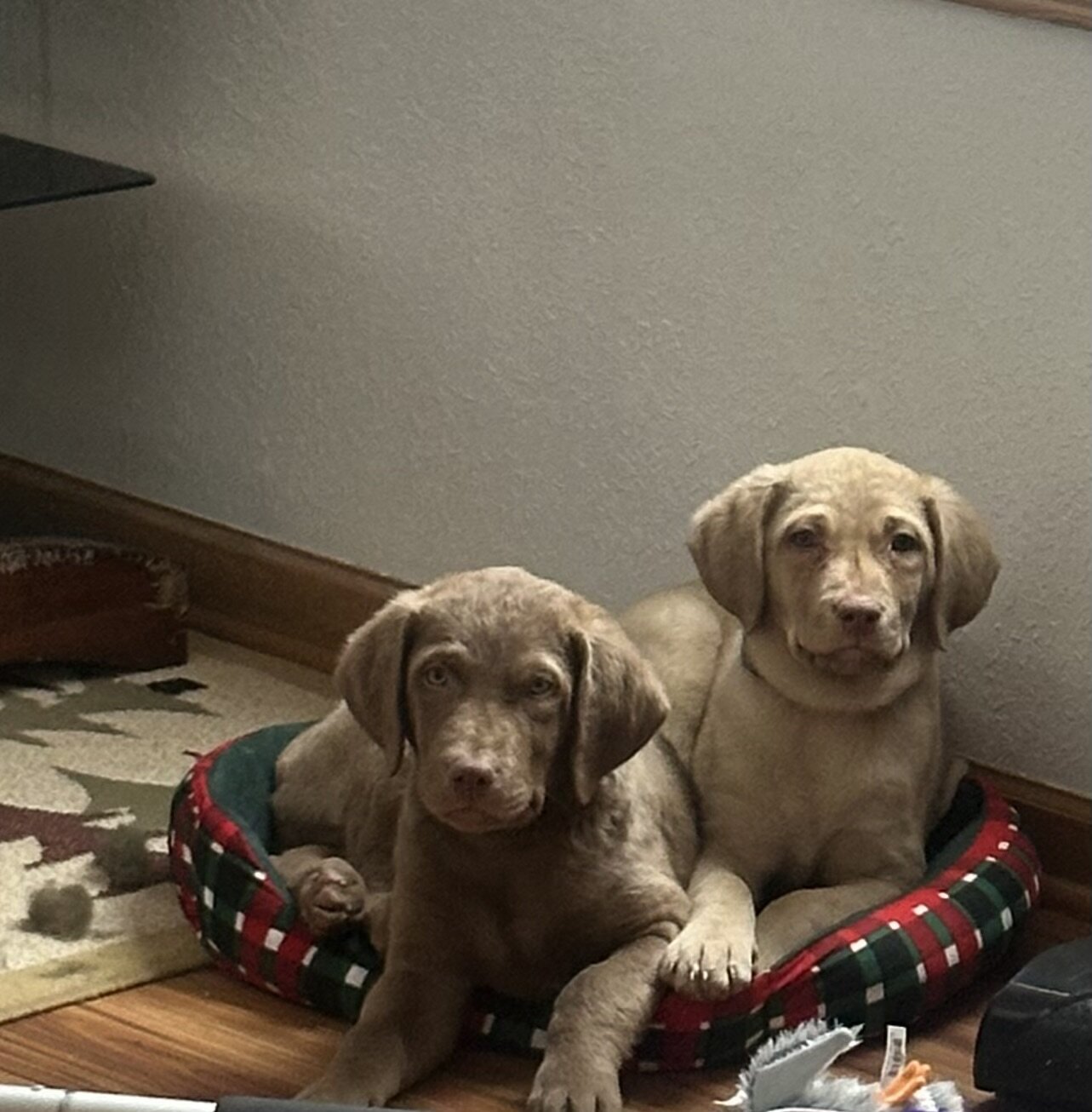 Chesapeake bay retriever puppies image 1