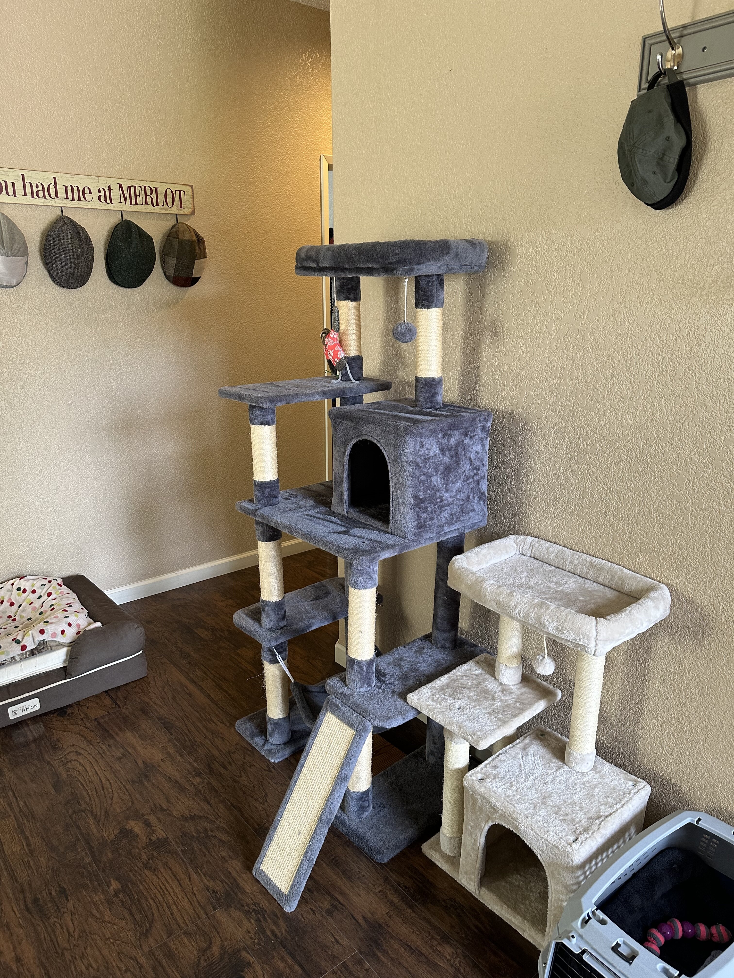 Free Male cat w/extras image 3