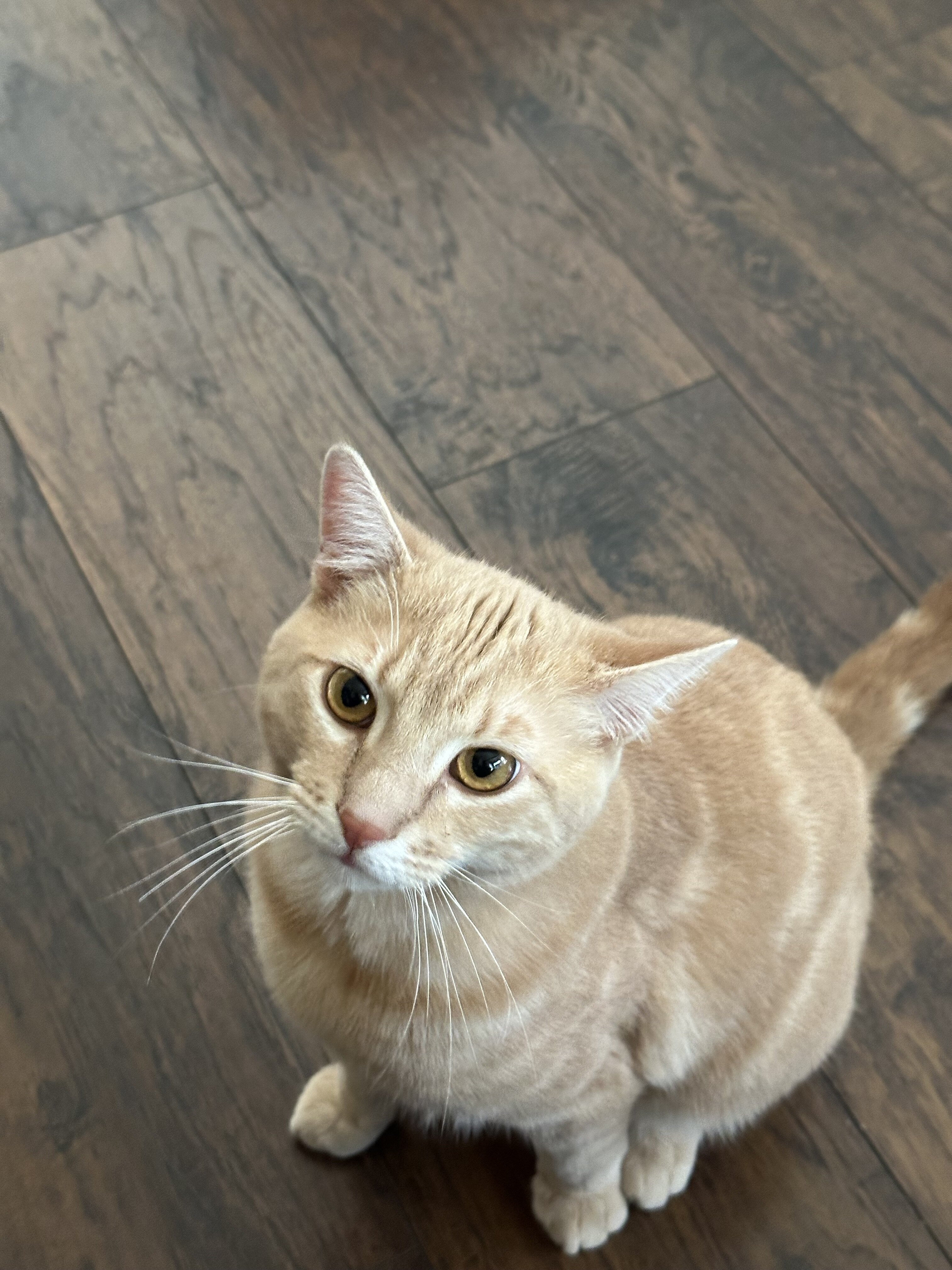 Free Male cat w/extras image 2