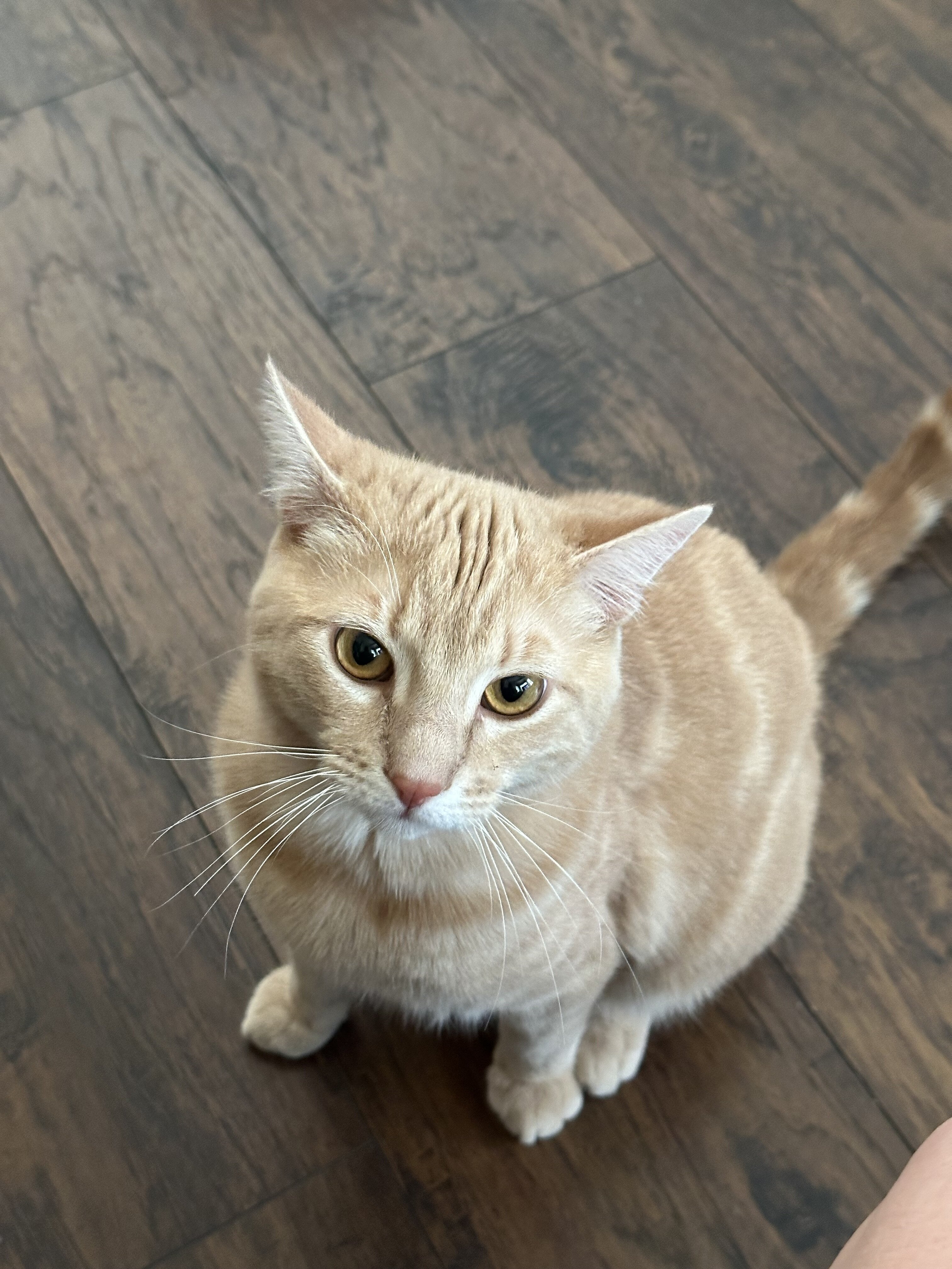 Free Male cat w/extras image 1