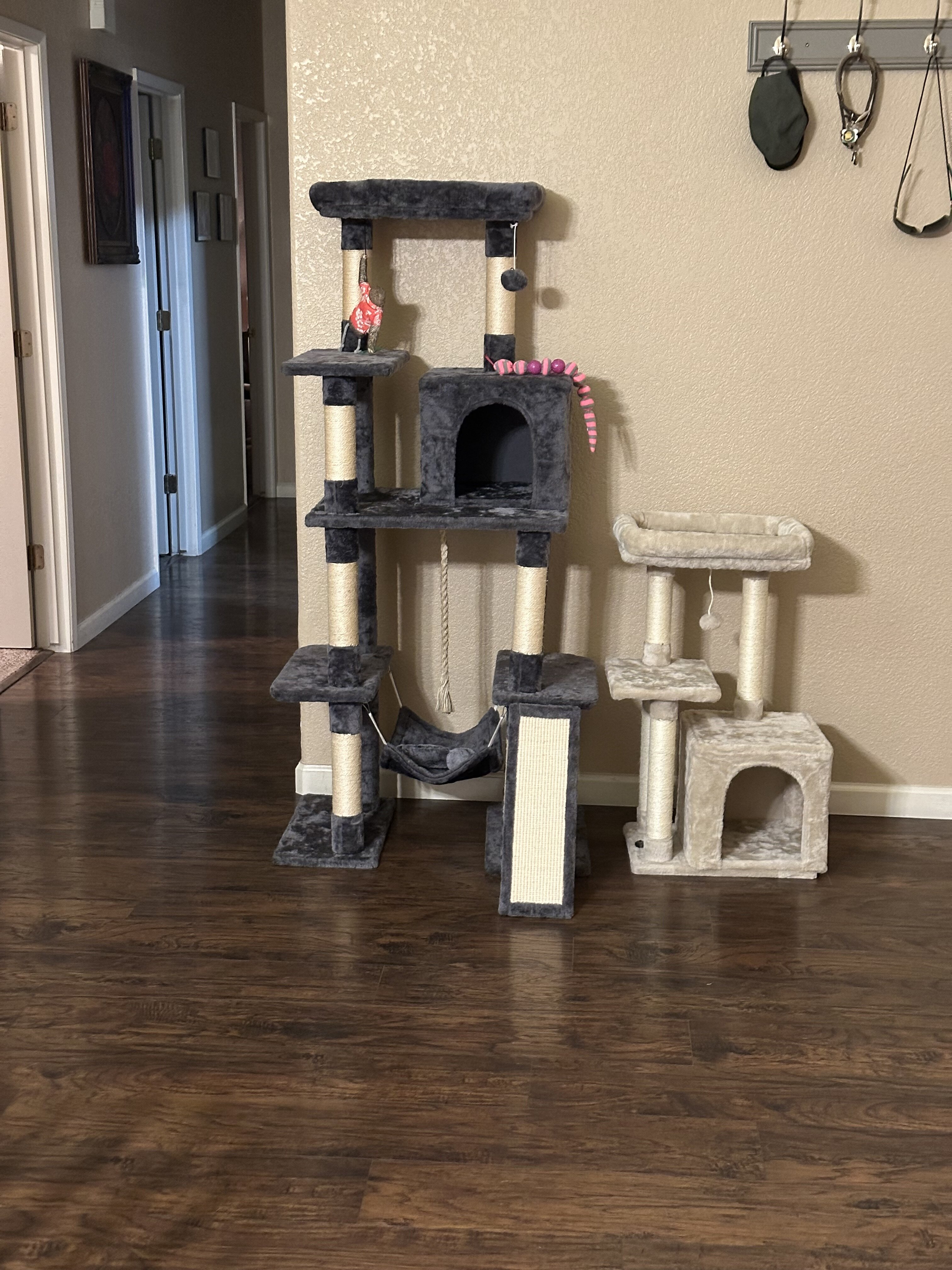 Free Male cat w/extras image 7