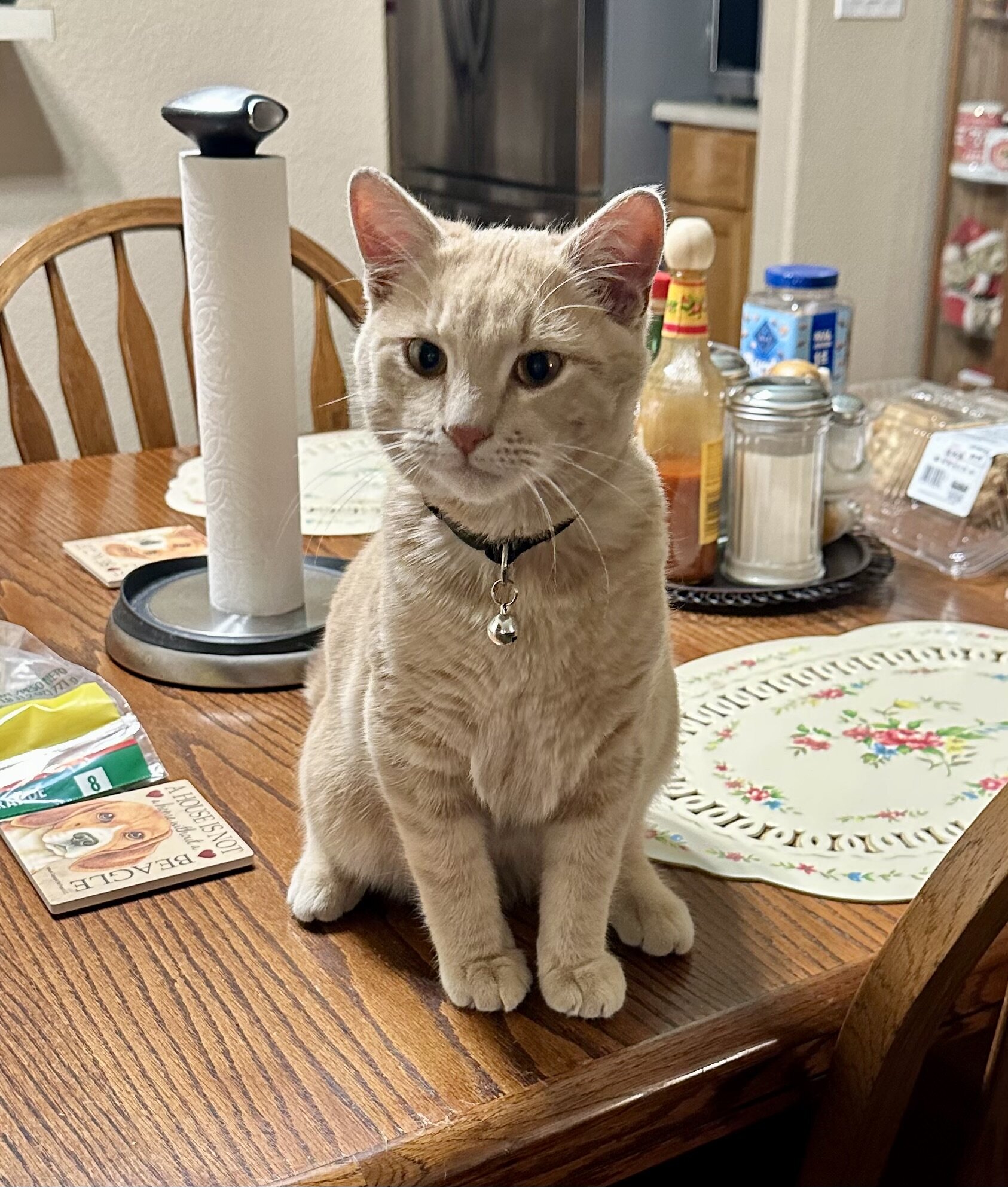 Free Male cat w/extras image 5