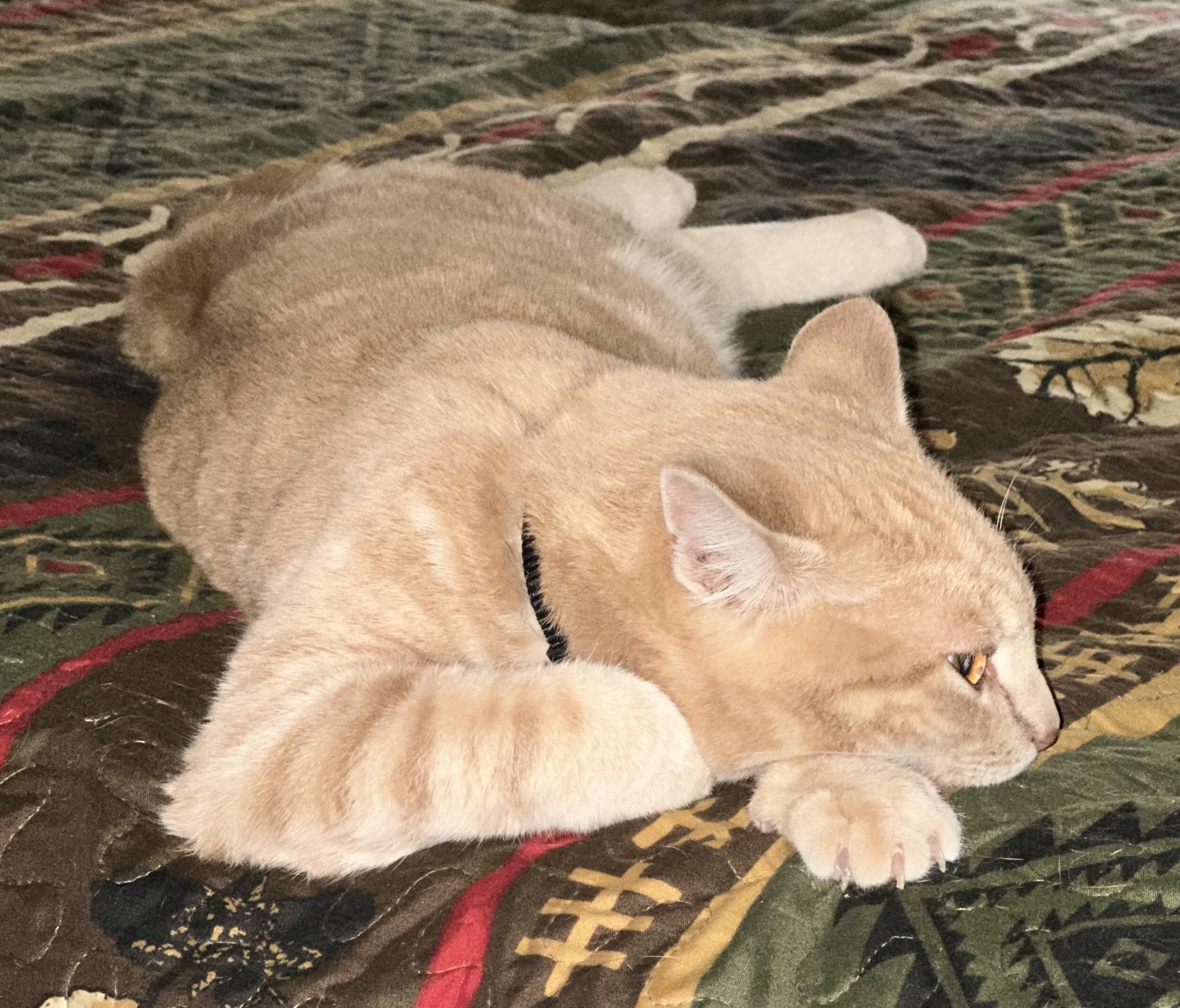 Free Male cat w/extras image 6