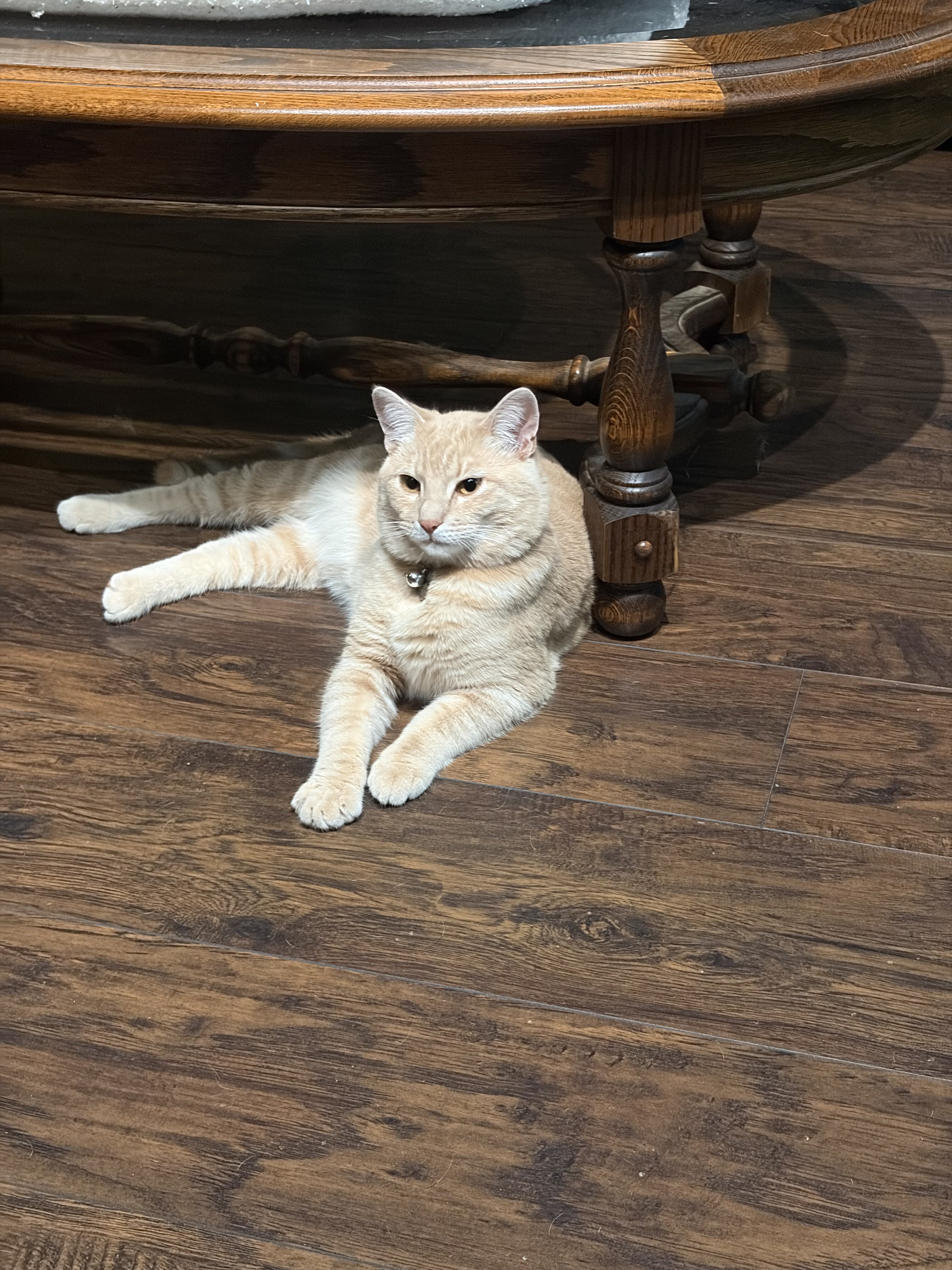 Free Male cat w/extras image 4