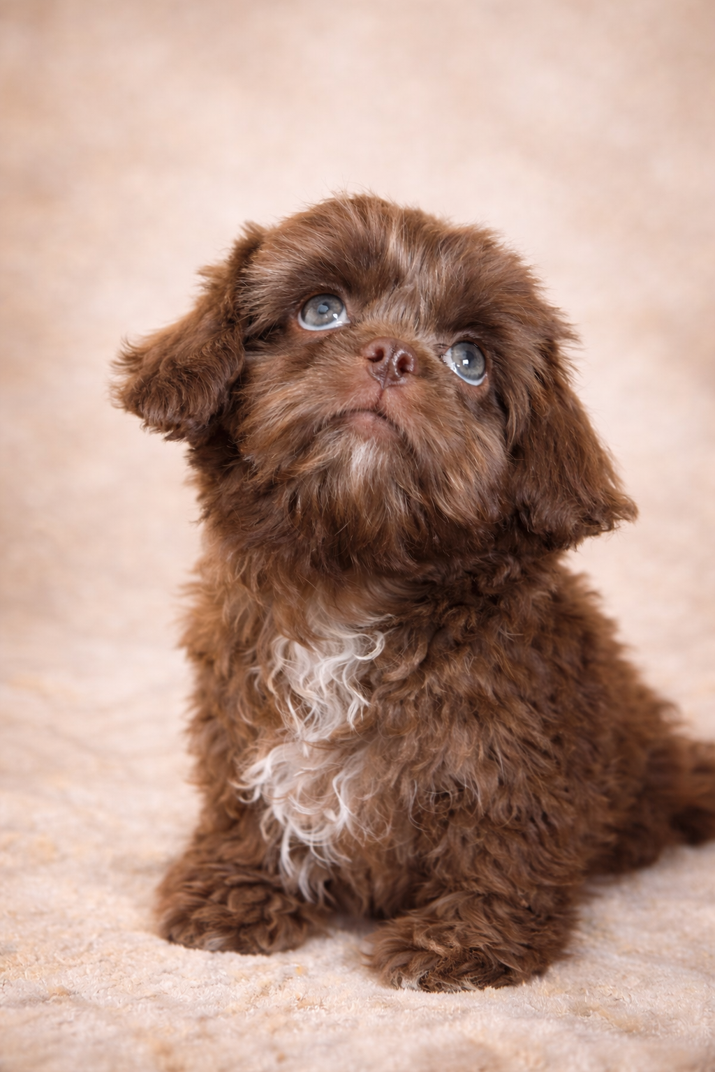 Ckc hypoallergenic fluffy Chocolate boy image 3