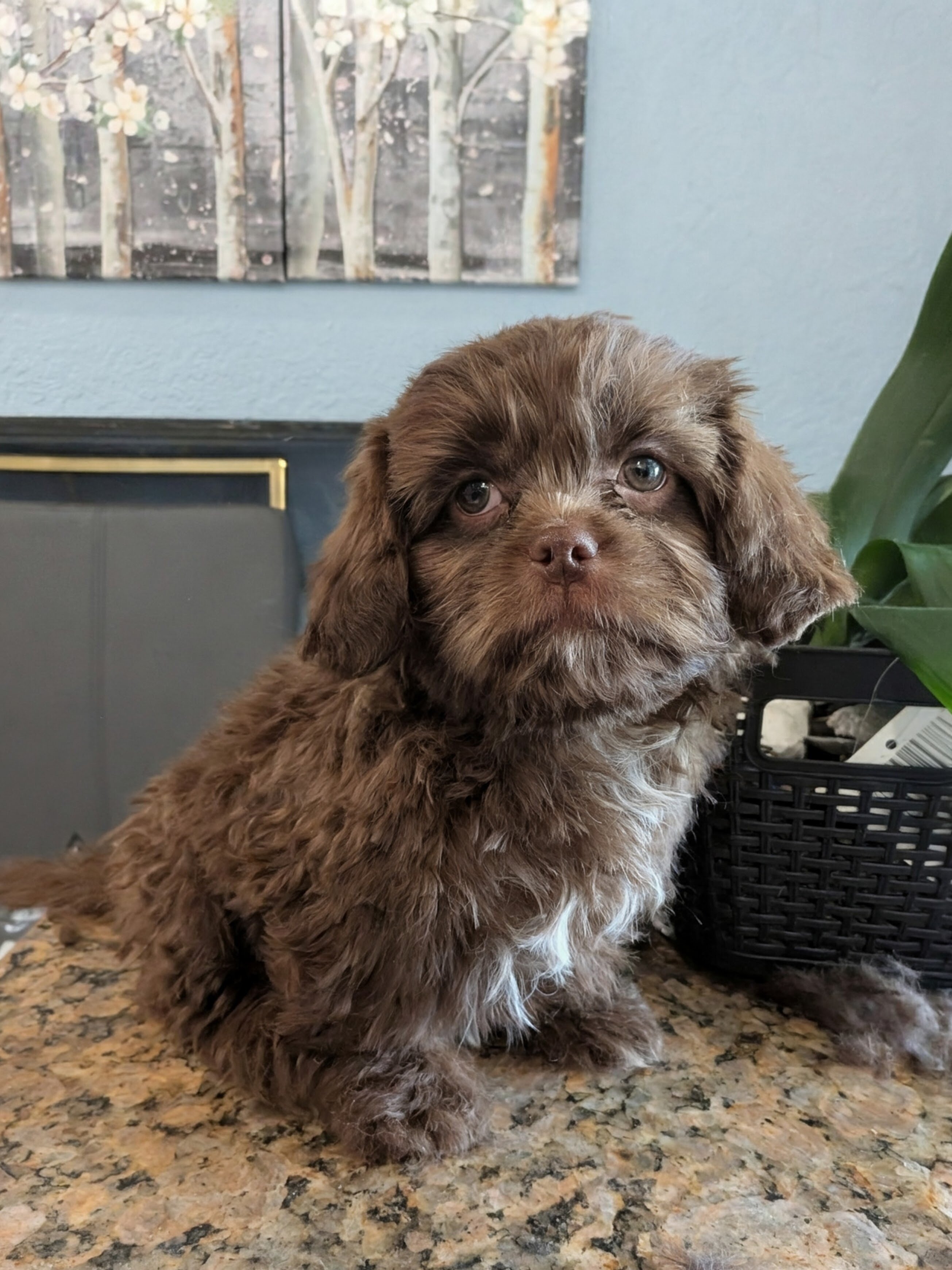 Ckc hypoallergenic fluffy Chocolate boy image 2