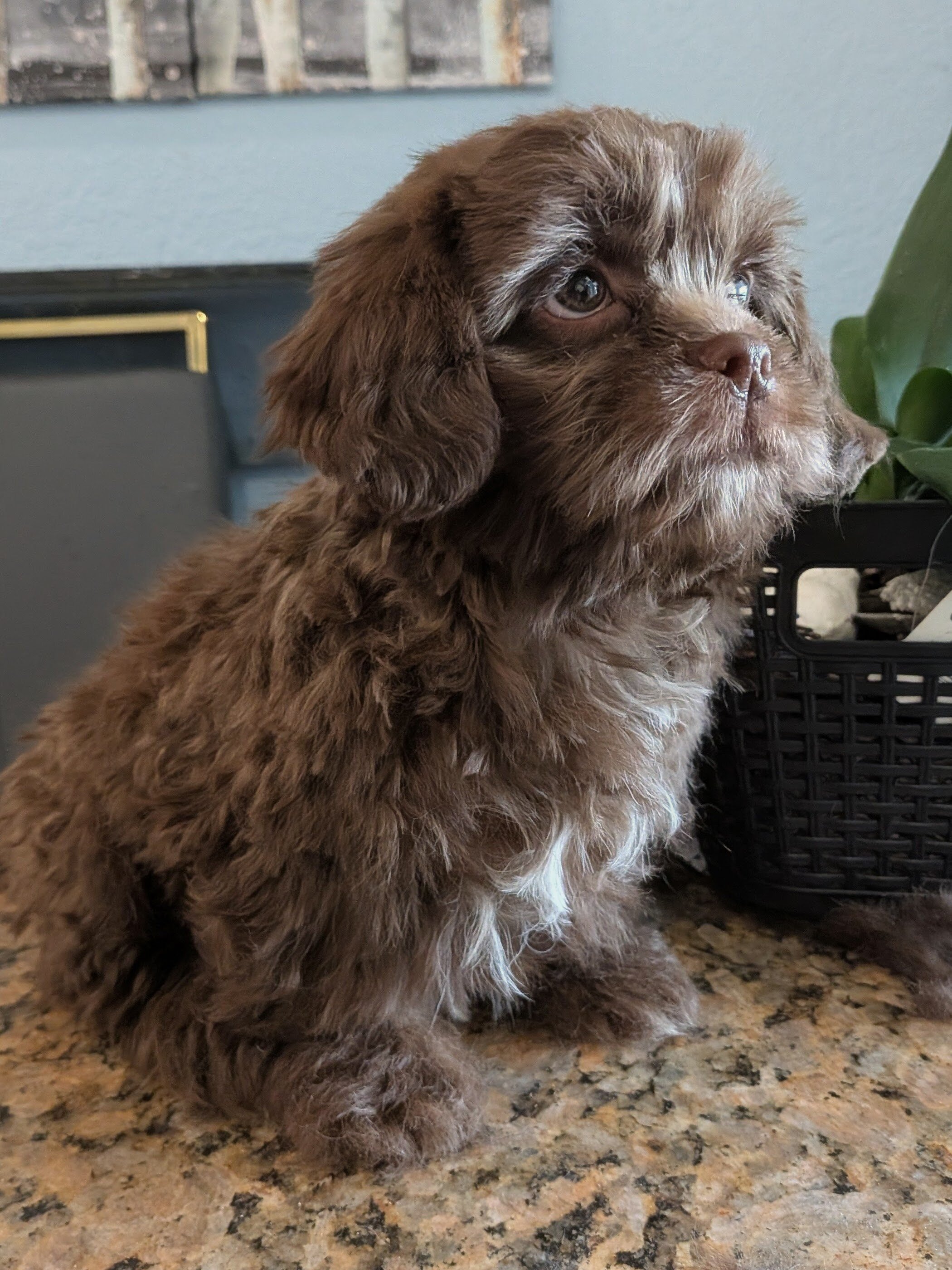 Ckc hypoallergenic fluffy Chocolate boy image 1